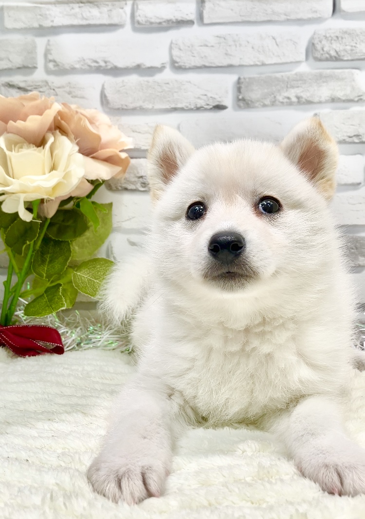 東京都のハーフ犬・ミックス犬 (センチュリーペット瑞江店/2026年5月16日生まれ/男の子/その他色)の子犬の1枚目の画像