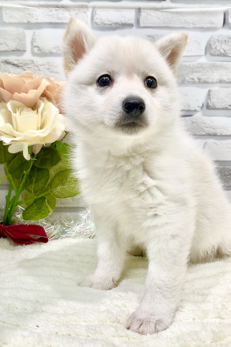 東京都のハーフ犬・ミックス犬 (センチュリーペット瑞江店/2026年5月16日生まれ/男の子/その他色)の子犬の2枚目の画像