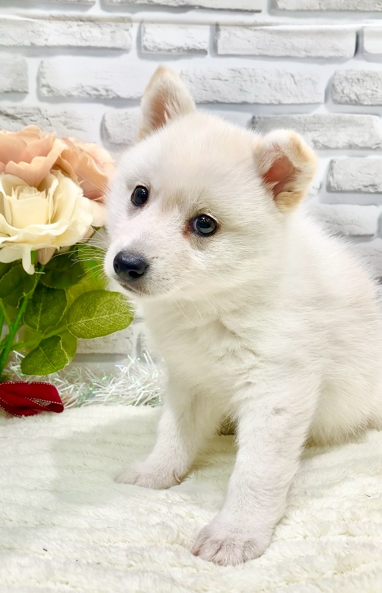 東京都のハーフ犬・ミックス犬 (センチュリーペット瑞江店/2026年5月16日生まれ/男の子/その他色)の子犬の3枚目の画像