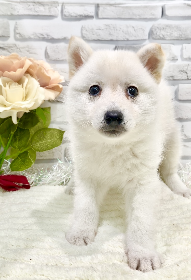 東京都のハーフ犬・ミックス犬 (センチュリーペット瑞江店/2026年5月16日生まれ/男の子/その他色)の子犬の4枚目の画像