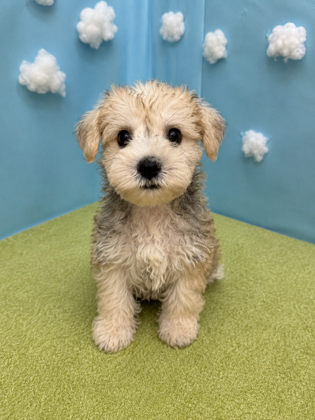 滋賀県のハーフ犬・ミックス犬 (センチュリーペットフォレオ大津一里山店/2026年5月9日生まれ/男の子/その他色)の子犬の1枚目の画像