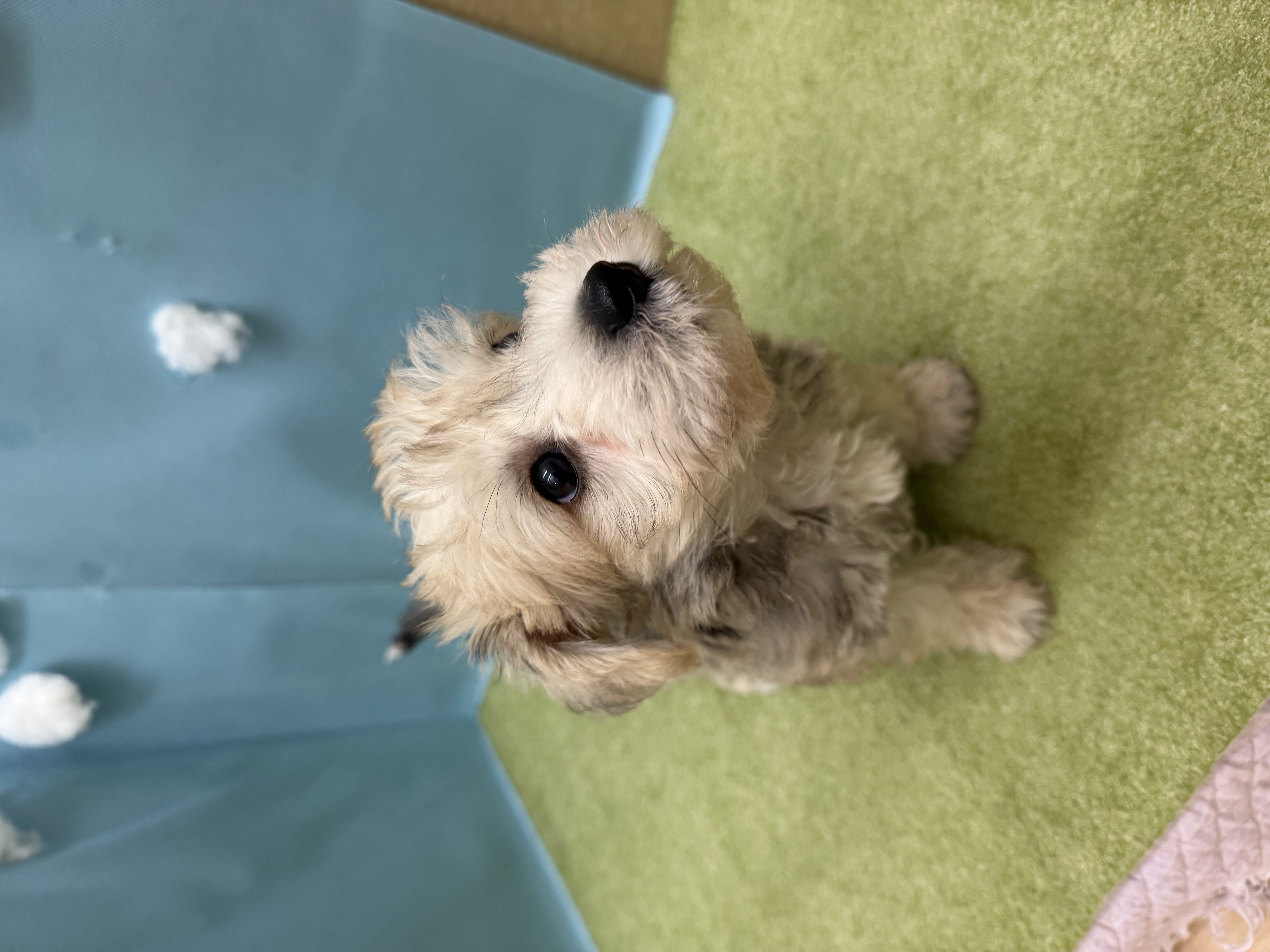 滋賀県のハーフ犬・ミックス犬 (センチュリーペットフォレオ大津一里山店/2026年5月9日生まれ/男の子/その他色)の子犬の2枚目の画像