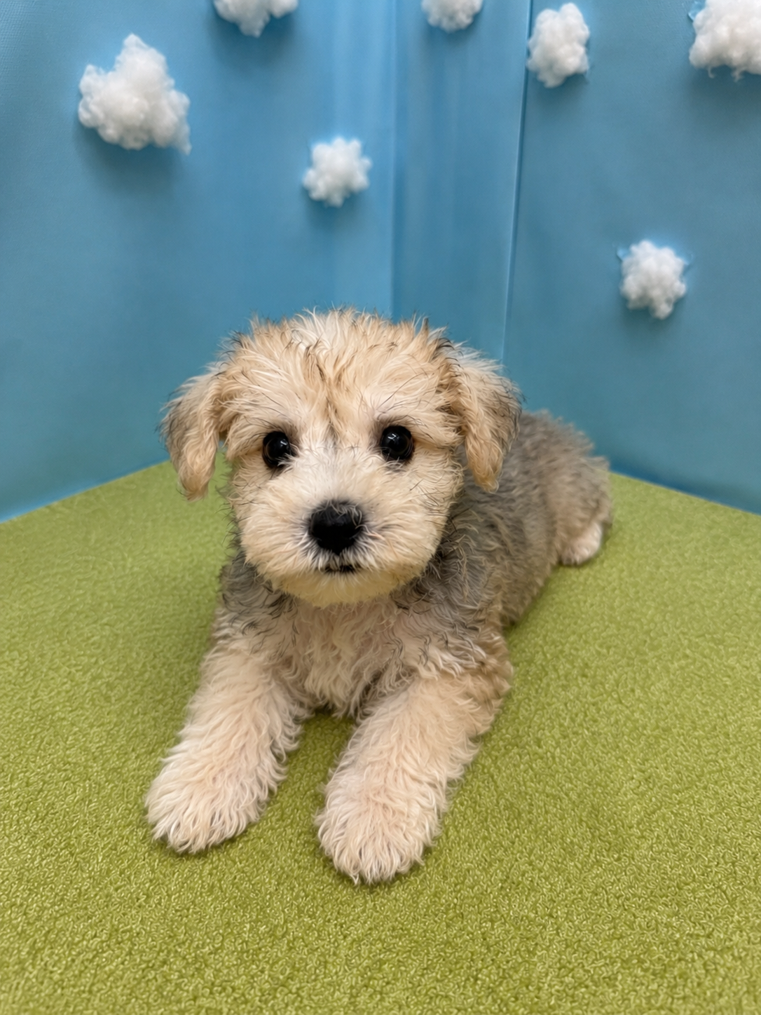 滋賀県のハーフ犬・ミックス犬 (センチュリーペットフォレオ大津一里山店/2026年5月9日生まれ/男の子/その他色)の子犬の2枚目の画像