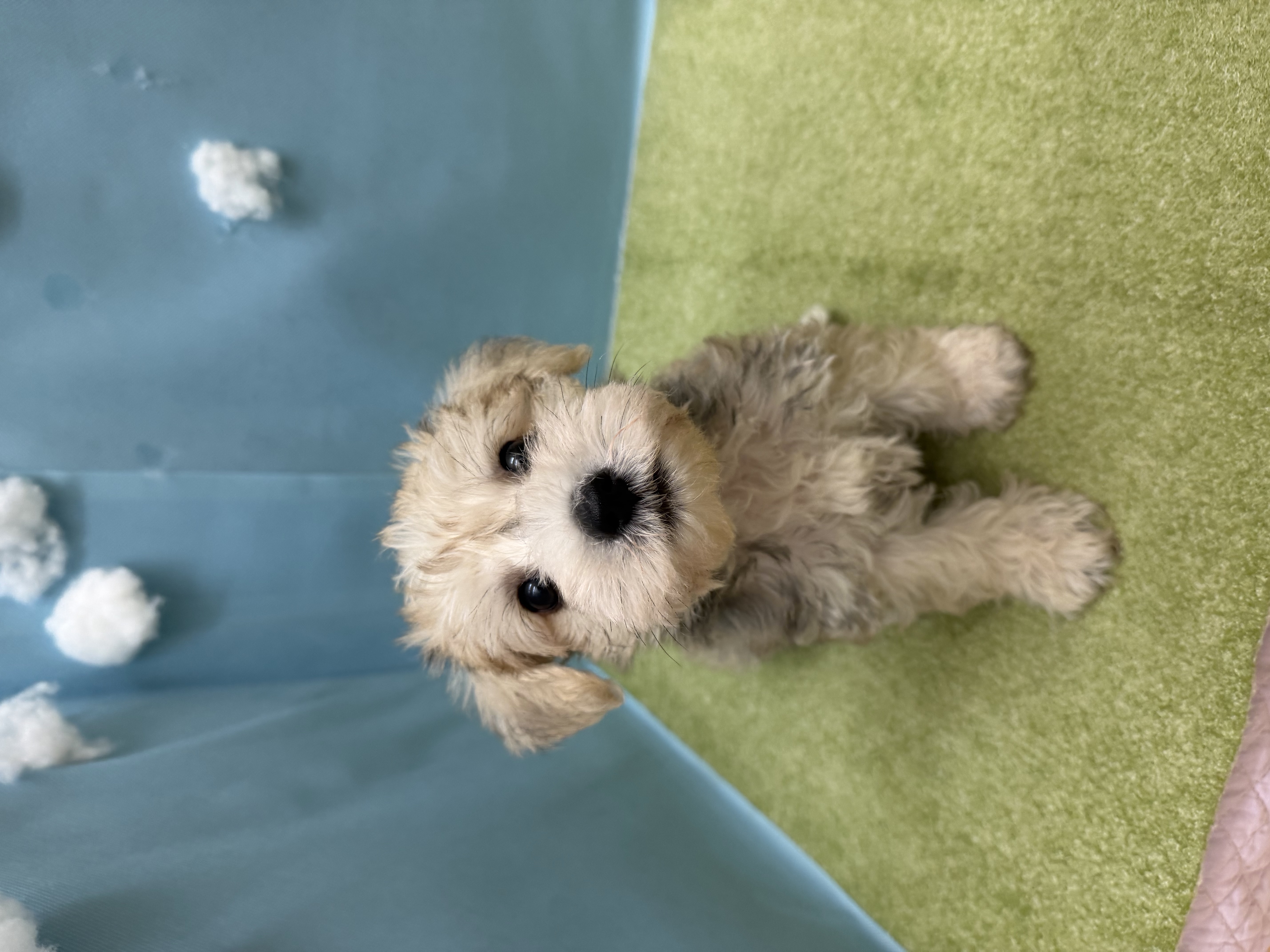 滋賀県のハーフ犬・ミックス犬 (センチュリーペットフォレオ大津一里山店/2026年5月9日生まれ/男の子/その他色)の子犬の3枚目の画像