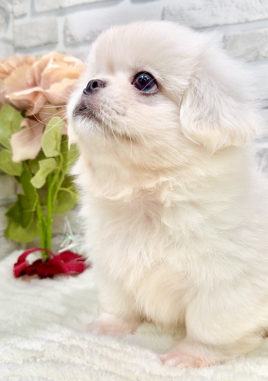東京都のペキニーズ (センチュリーペット瑞江店/2026年5月21日生まれ/男の子/ホワイト)の子犬の2枚目の画像