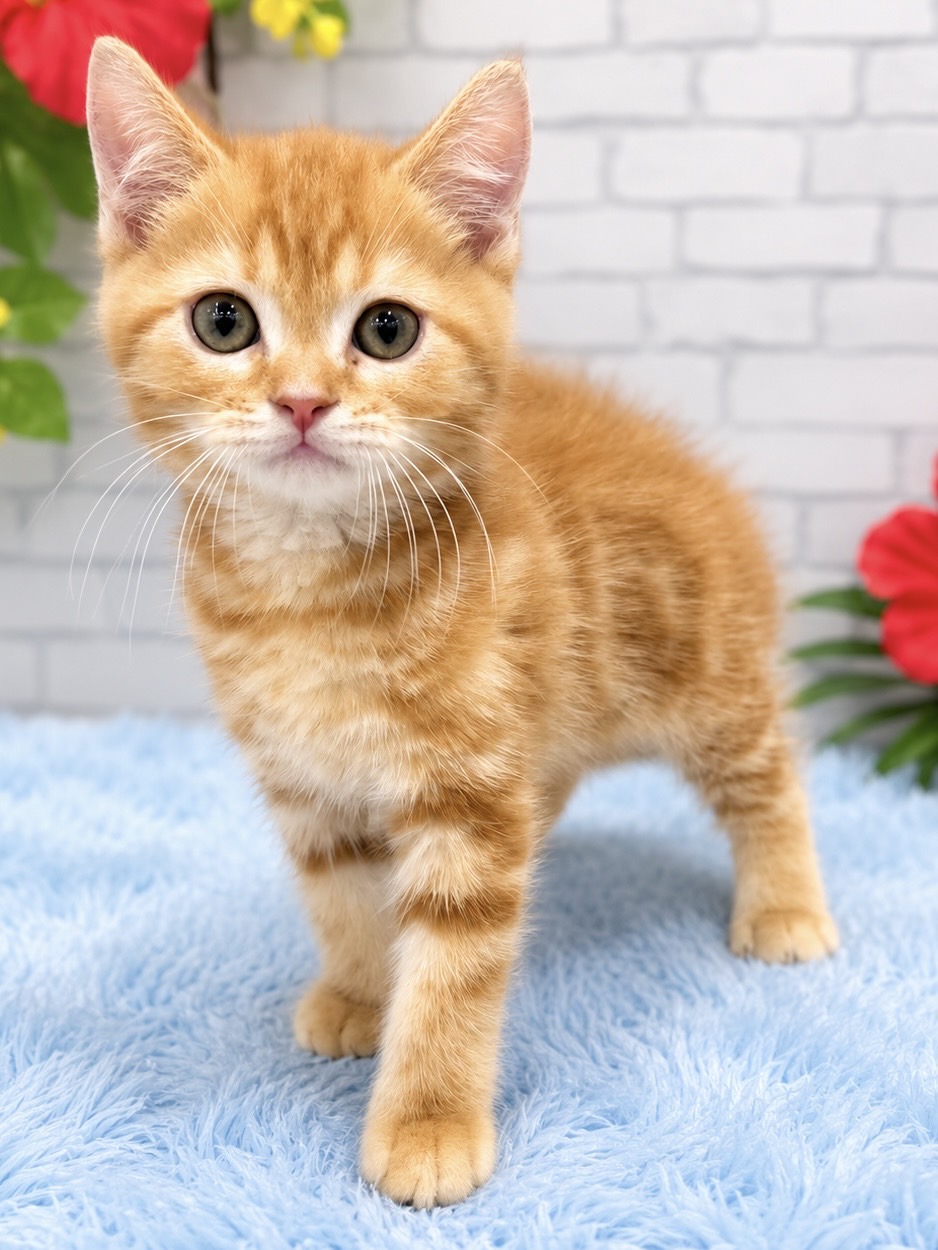 千葉県のマンチカン (センチュリーペット新浦安店/2026年5月21日生まれ/男の子/レッドタビー)の子猫の2枚目の画像