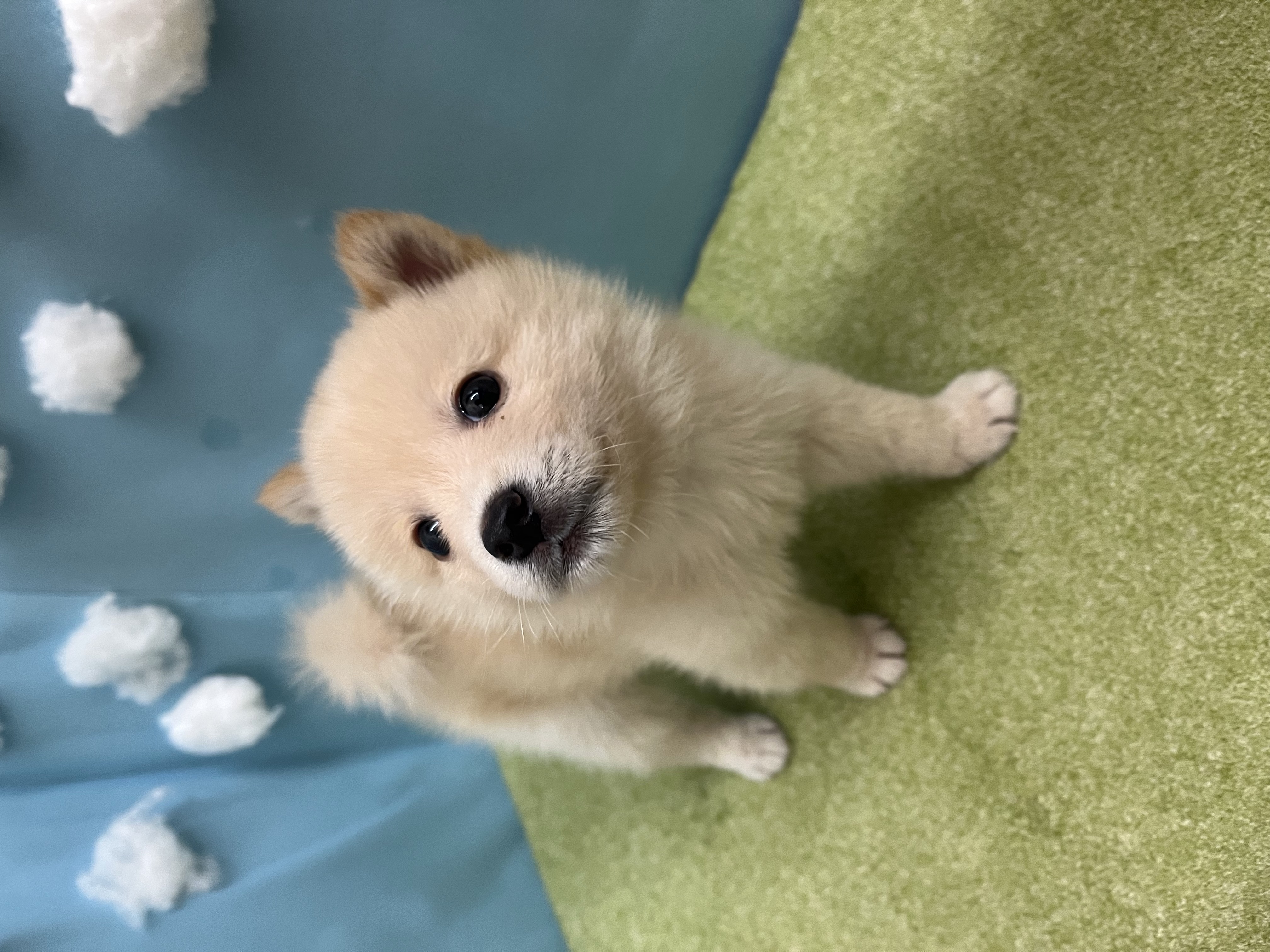 滋賀県のポメ柴/豆ポメ/ポメ豆柴(ポメラニアン×柴犬) (センチュリーペットフォレオ大津一里山店/2026年5月22日生まれ/男の子/その他色)の子犬の2枚目の画像