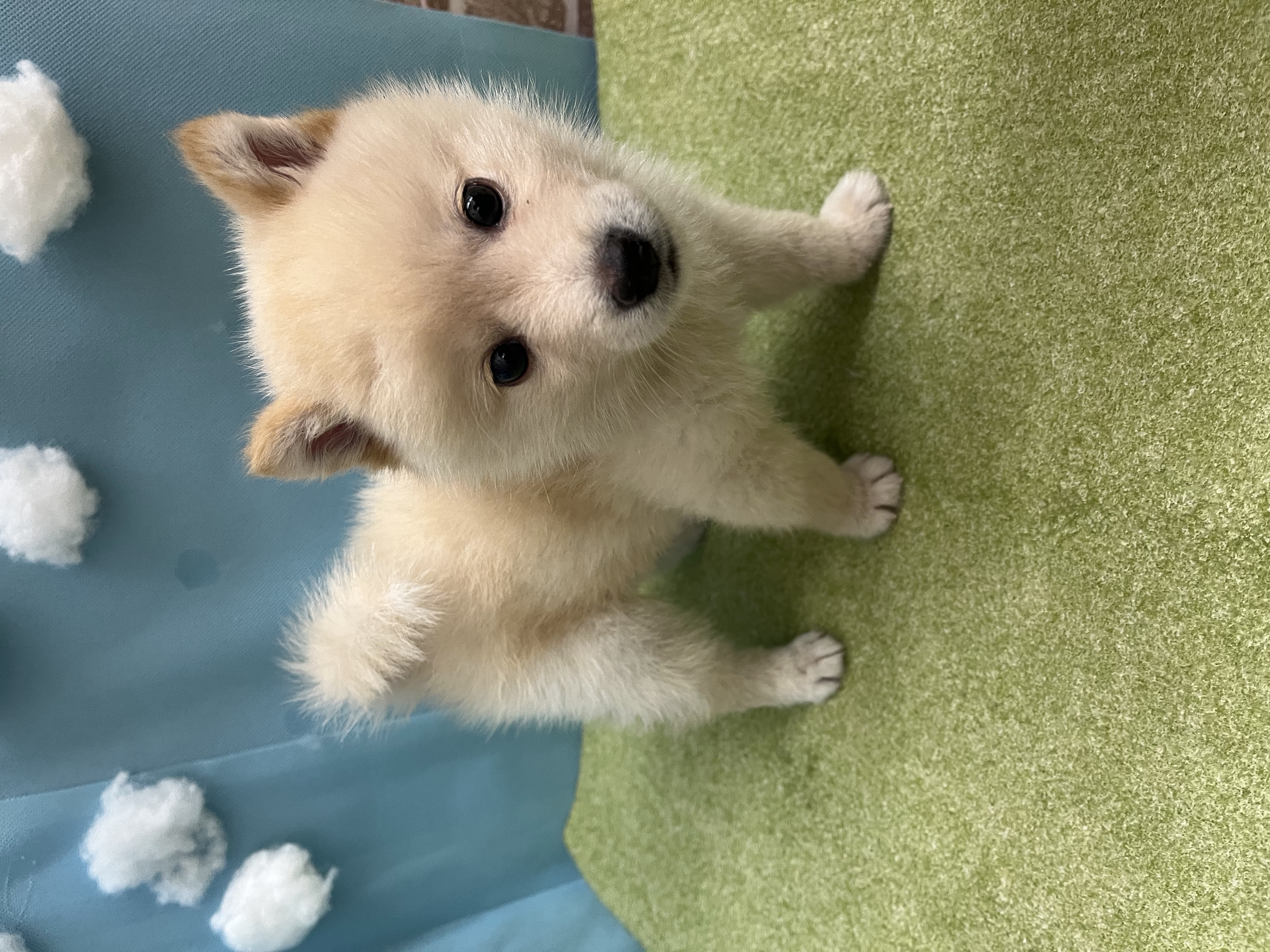 滋賀県のポメ柴/豆ポメ/ポメ豆柴(ポメラニアン×柴犬) (センチュリーペットフォレオ大津一里山店/2026年5月22日生まれ/男の子/その他色)の子犬の3枚目の画像