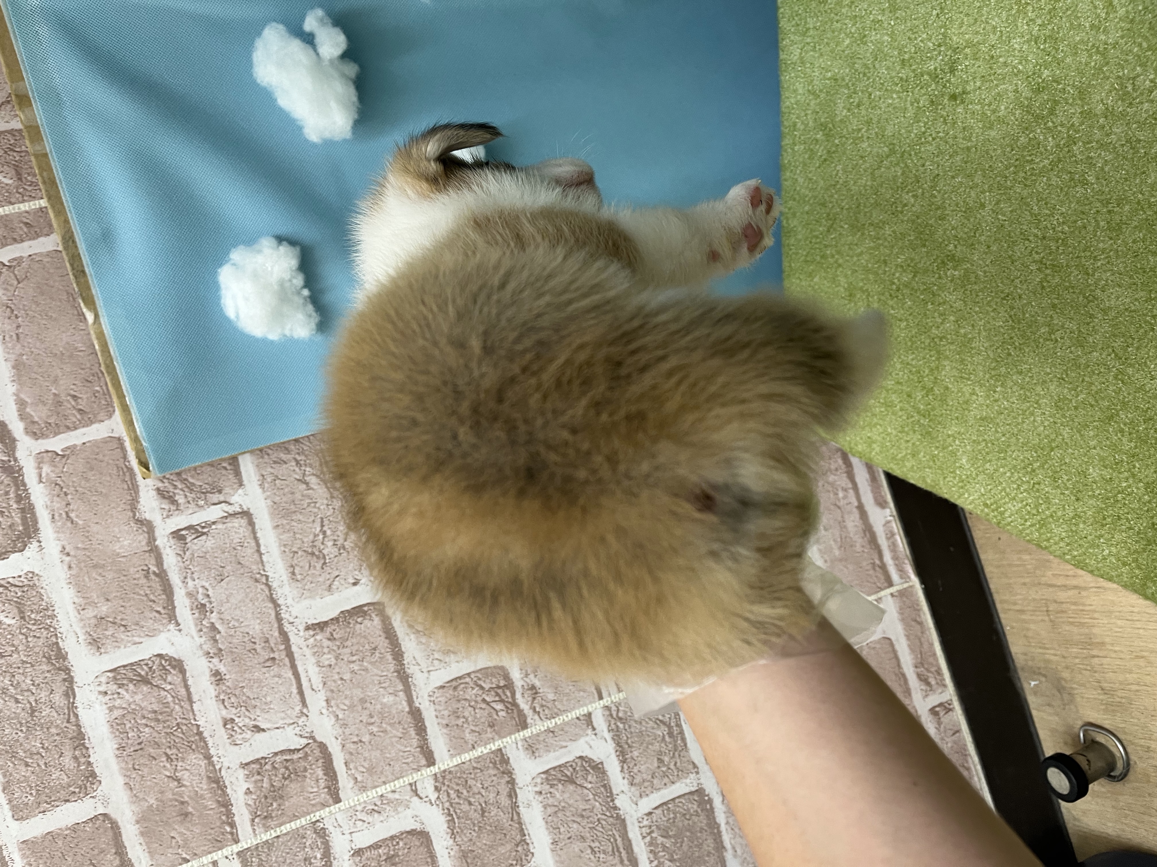 滋賀県のウェルシュコーギーペンブローク (センチュリーペットフォレオ大津一里山店/2026年5月23日生まれ/男の子/レッドホワイト)の子犬の4枚目の画像