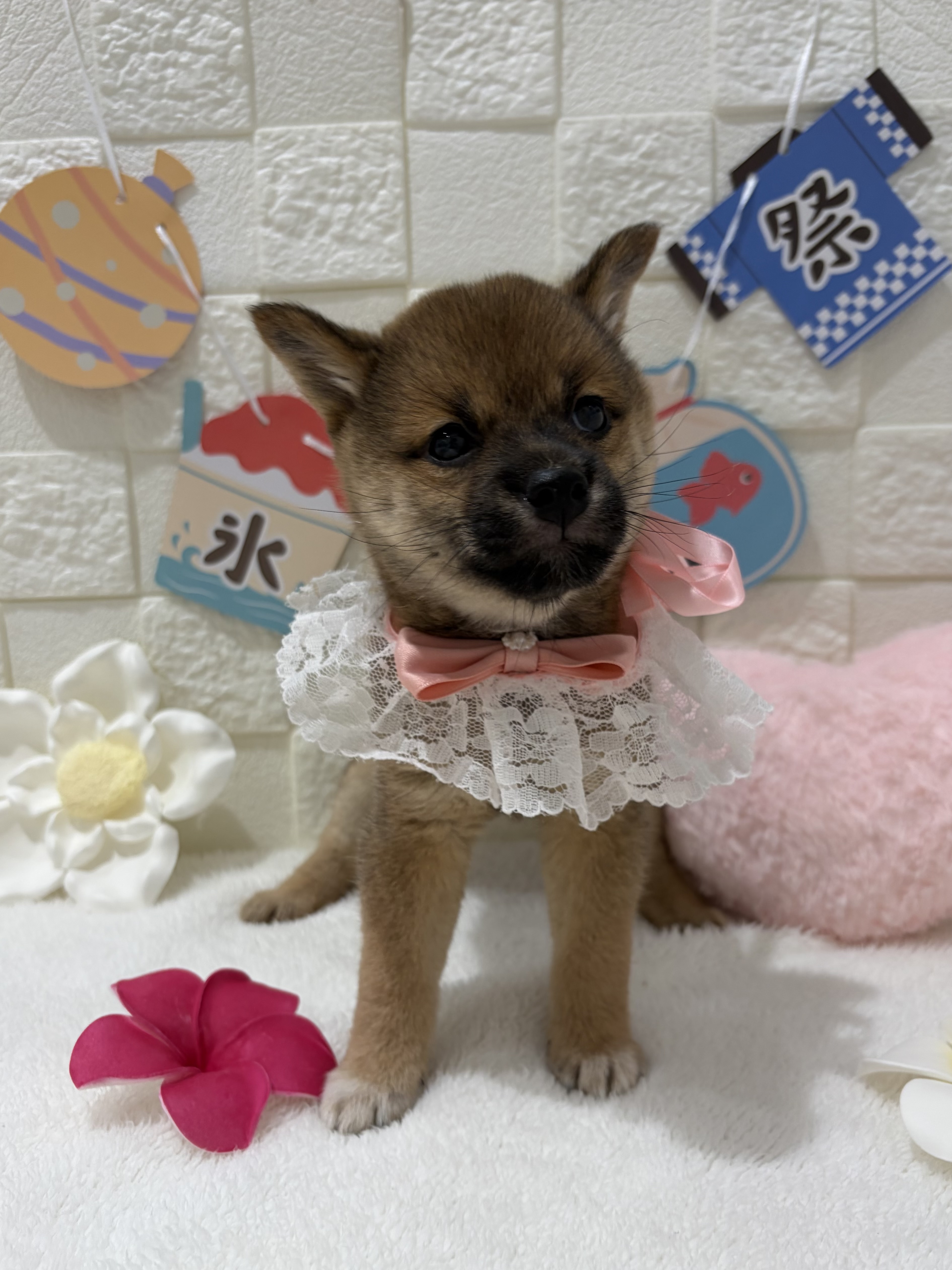 千葉県の豆柴 (センチュリーペット津田沼店/2026年5月19日生まれ/女の子/赤)の子犬の2枚目の画像