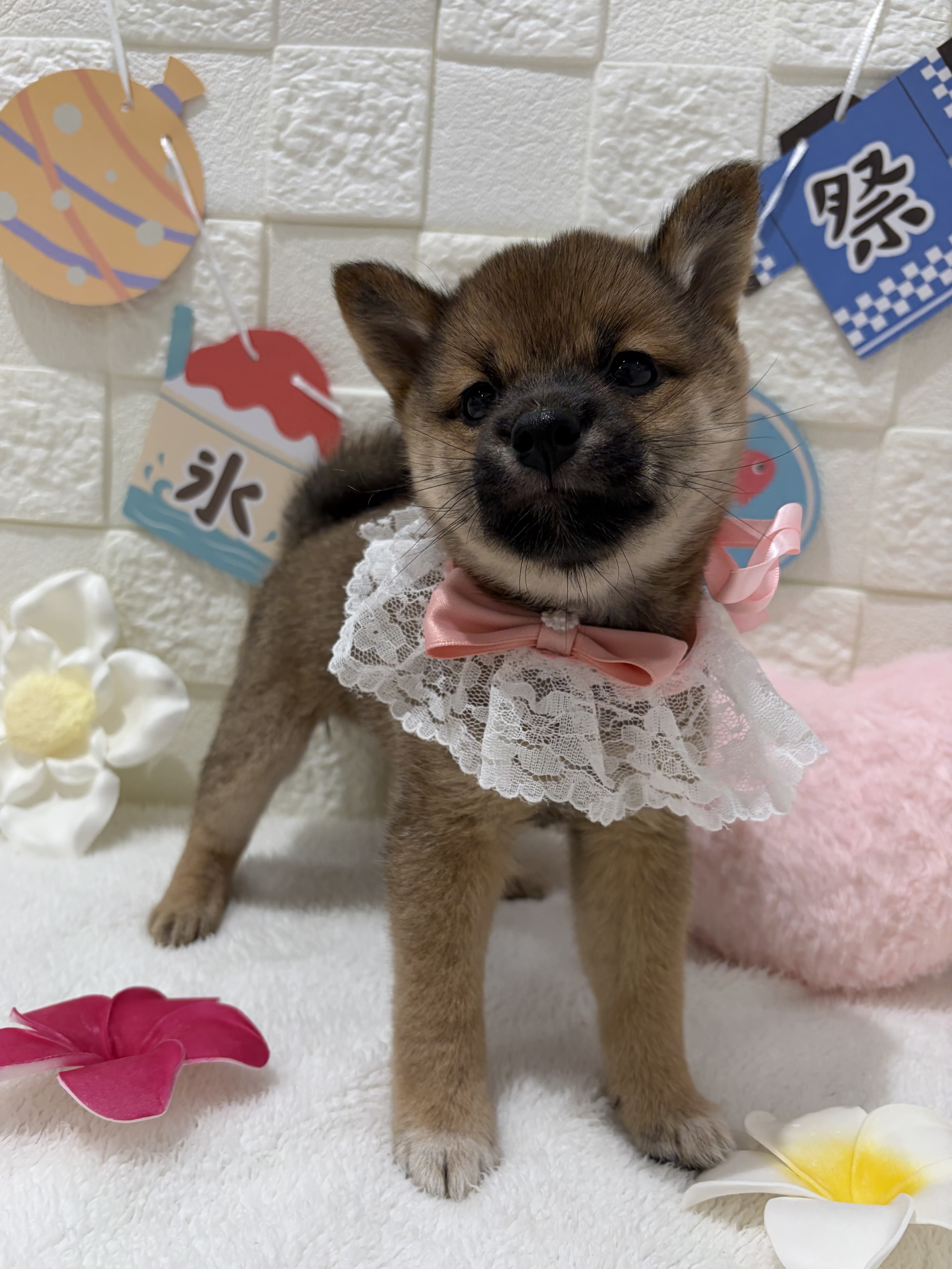 千葉県の豆柴 (センチュリーペット津田沼店/2026年5月19日生まれ/女の子/赤)の子犬の3枚目の画像
