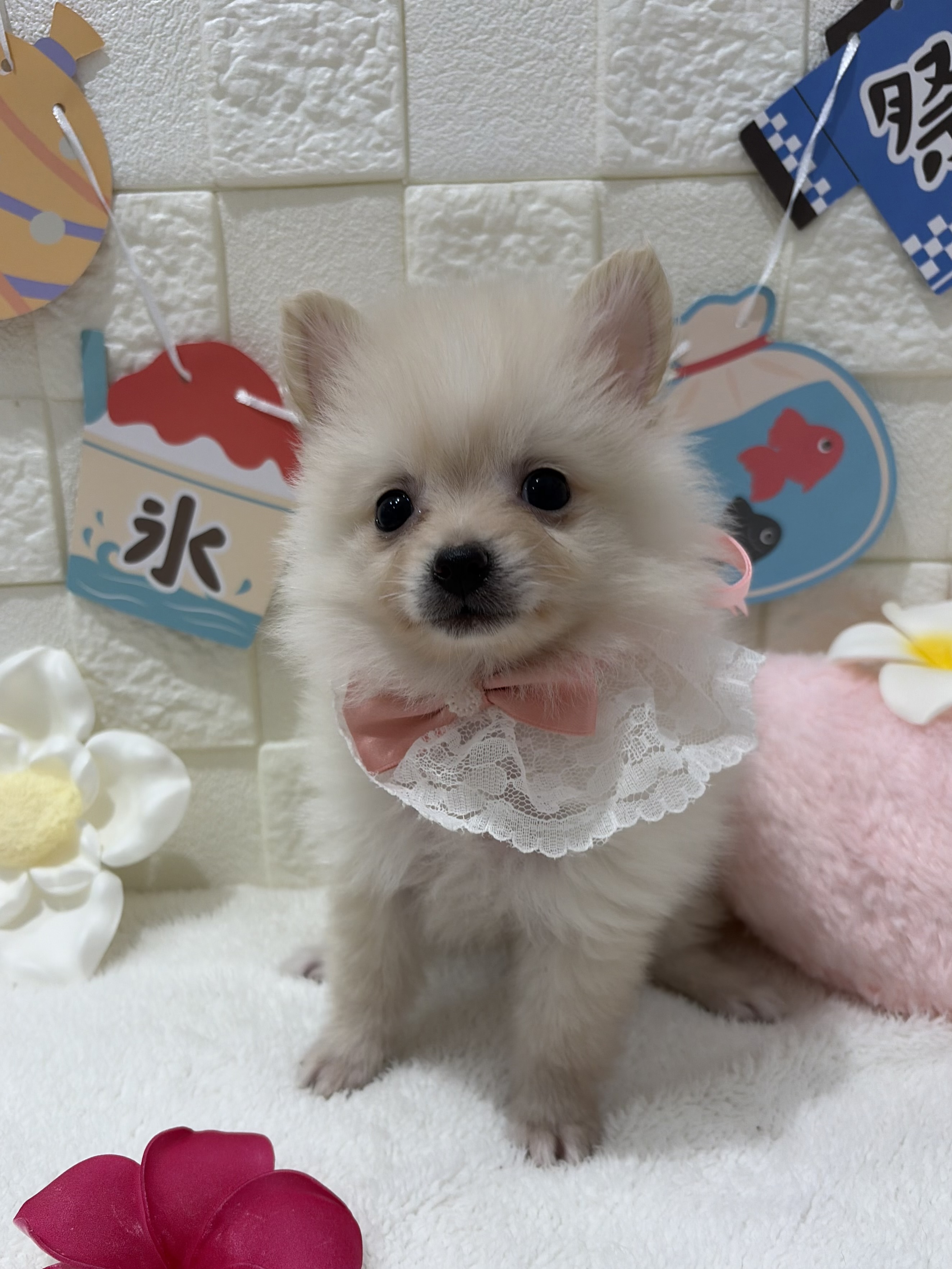 千葉県のポメラニアン (センチュリーペット津田沼店/2026年5月26日生まれ/女の子/ホワイト)の子犬の2枚目の画像