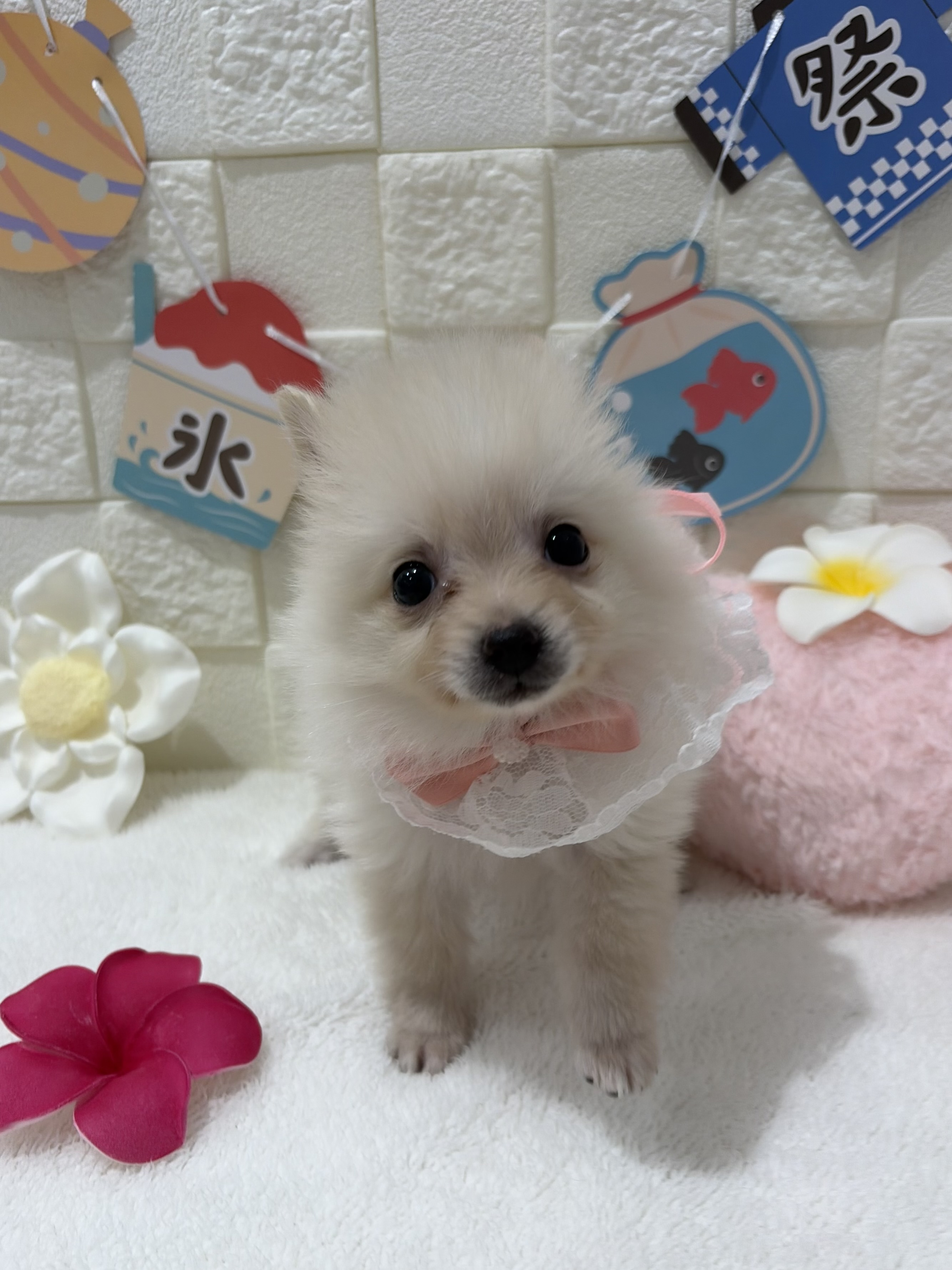 千葉県のポメラニアン (センチュリーペット津田沼店/2026年5月26日生まれ/女の子/ホワイト)の子犬の3枚目の画像