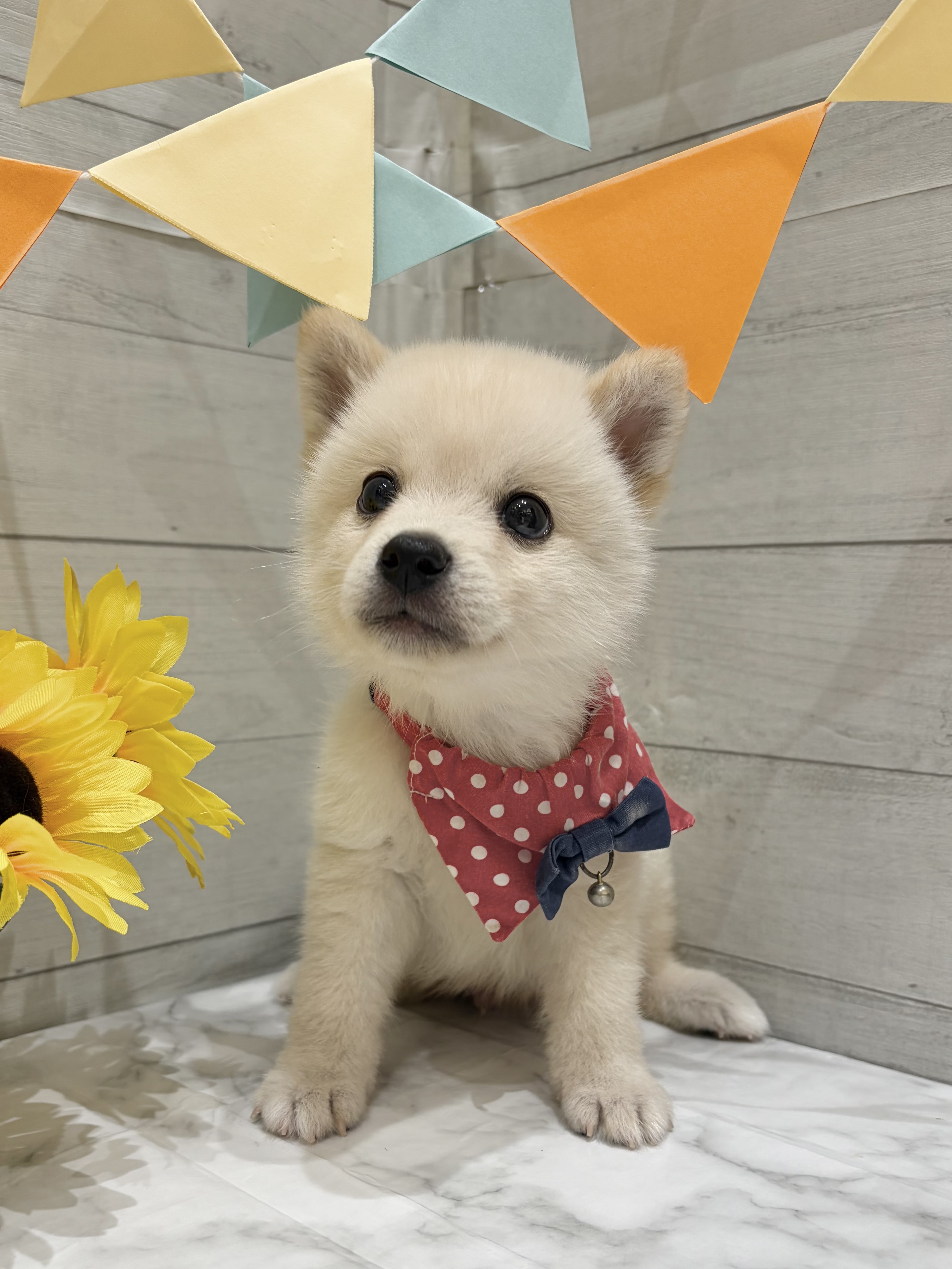 埼玉県のポメ柴/豆ポメ/ポメ豆柴(ポメラニアン×柴犬) (センチュリーペット武蔵狭山店/2026年5月30日生まれ/男の子/その他色)の子犬の2枚目の画像