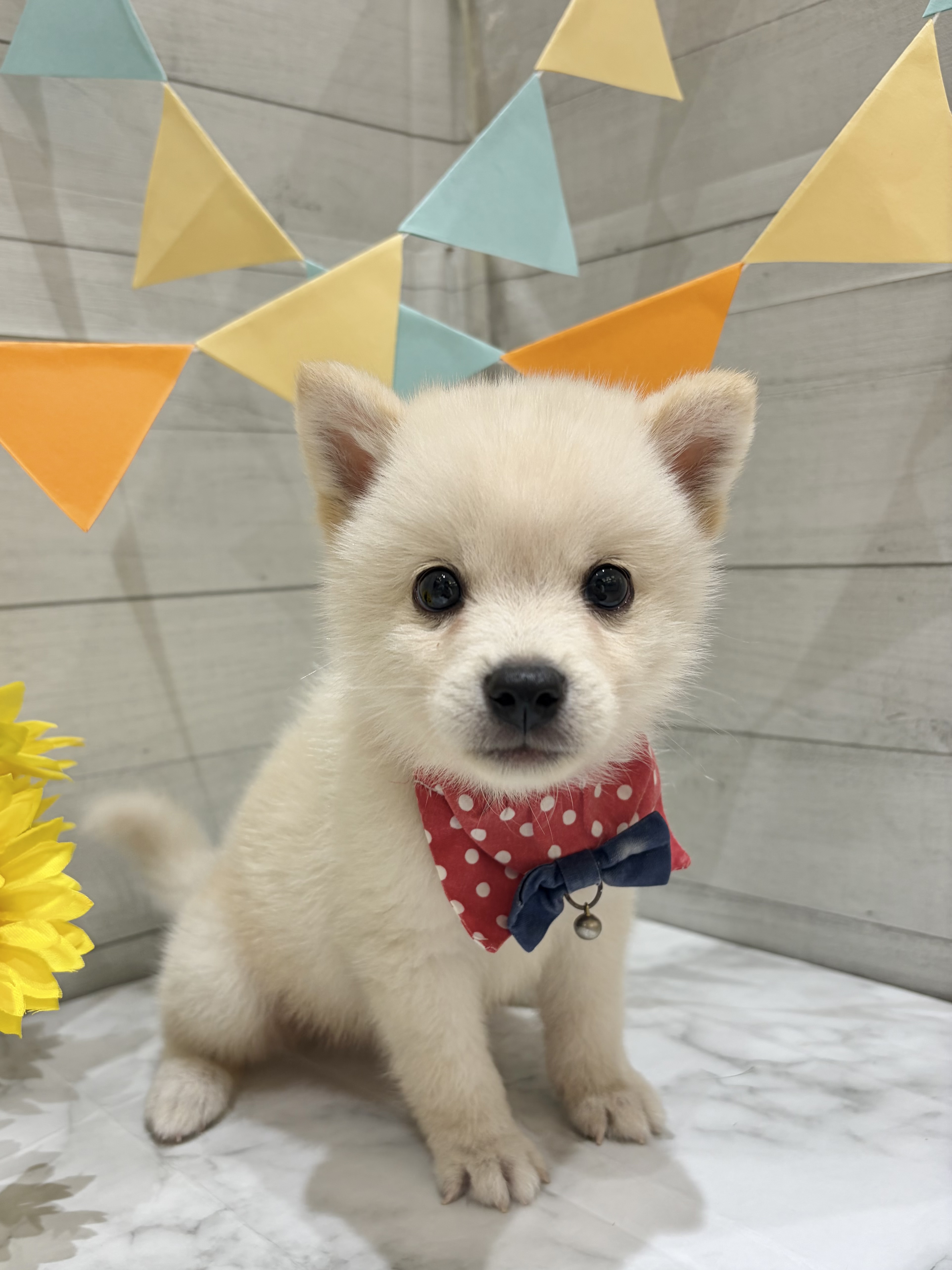 埼玉県のポメ柴/豆ポメ/ポメ豆柴(ポメラニアン×柴犬) (センチュリーペット武蔵狭山店/2026年5月30日生まれ/男の子/その他色)の子犬の4枚目の画像