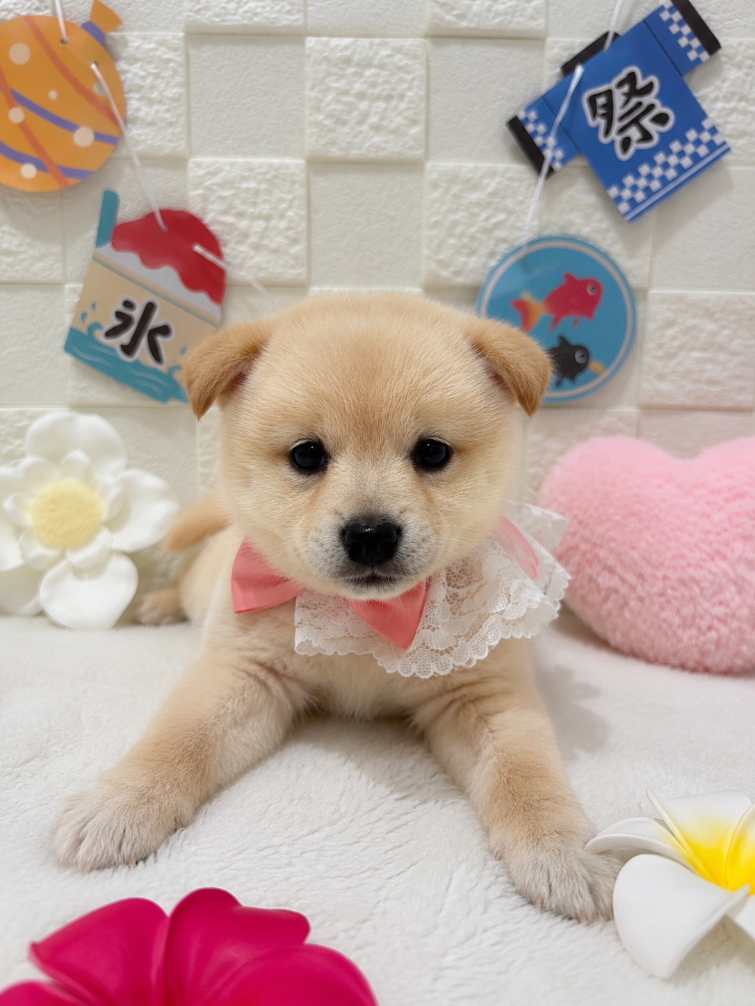 千葉県のポメ柴/豆ポメ/ポメ豆柴(ポメラニアン×柴犬) (センチュリーペット津田沼店/2026年5月30日生まれ/女の子/その他色)の子犬の1枚目の画像