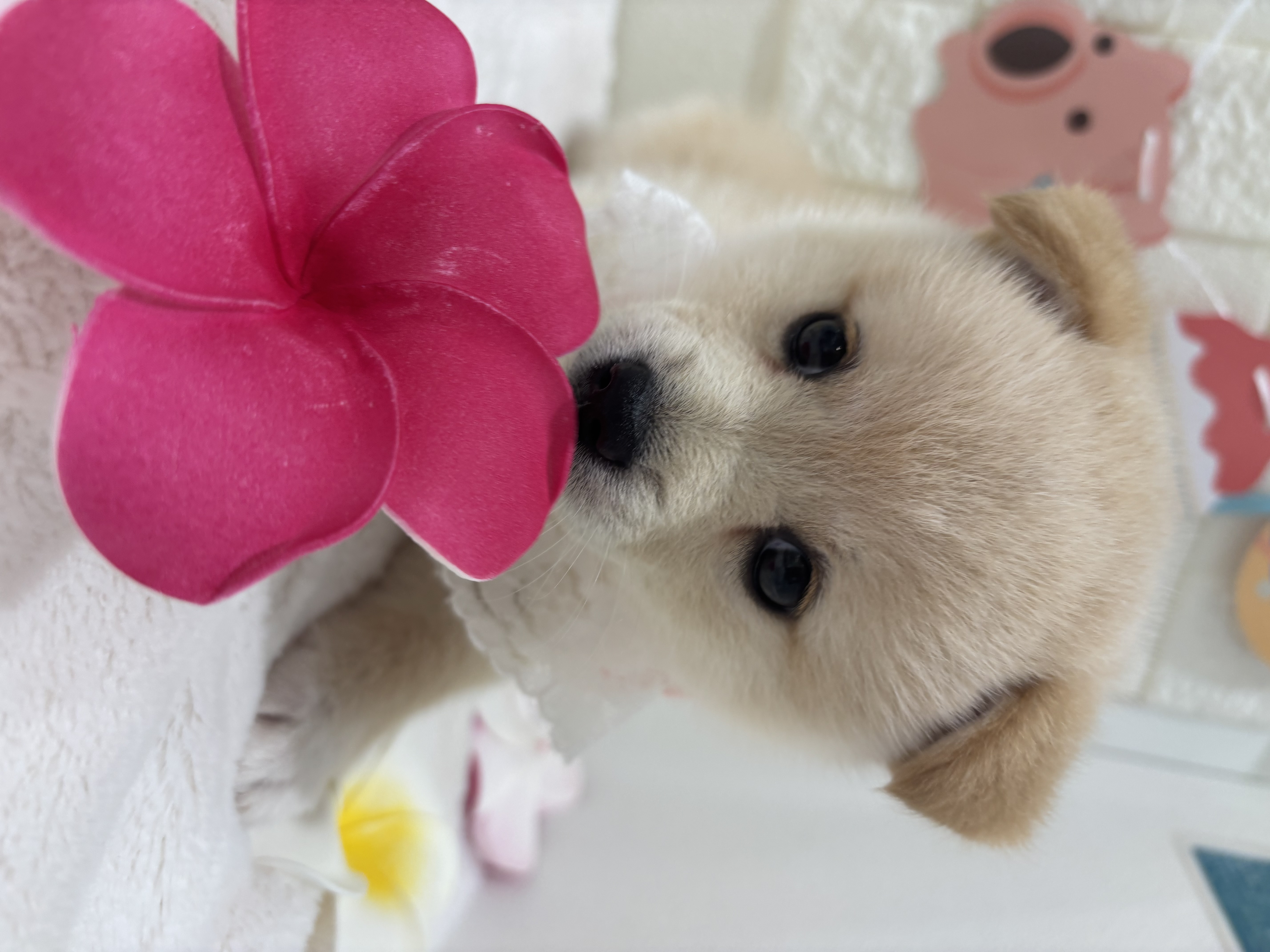 千葉県のポメ柴/豆ポメ/ポメ豆柴(ポメラニアン×柴犬) (センチュリーペット津田沼店/2026年5月30日生まれ/女の子/その他色)の子犬の3枚目の画像