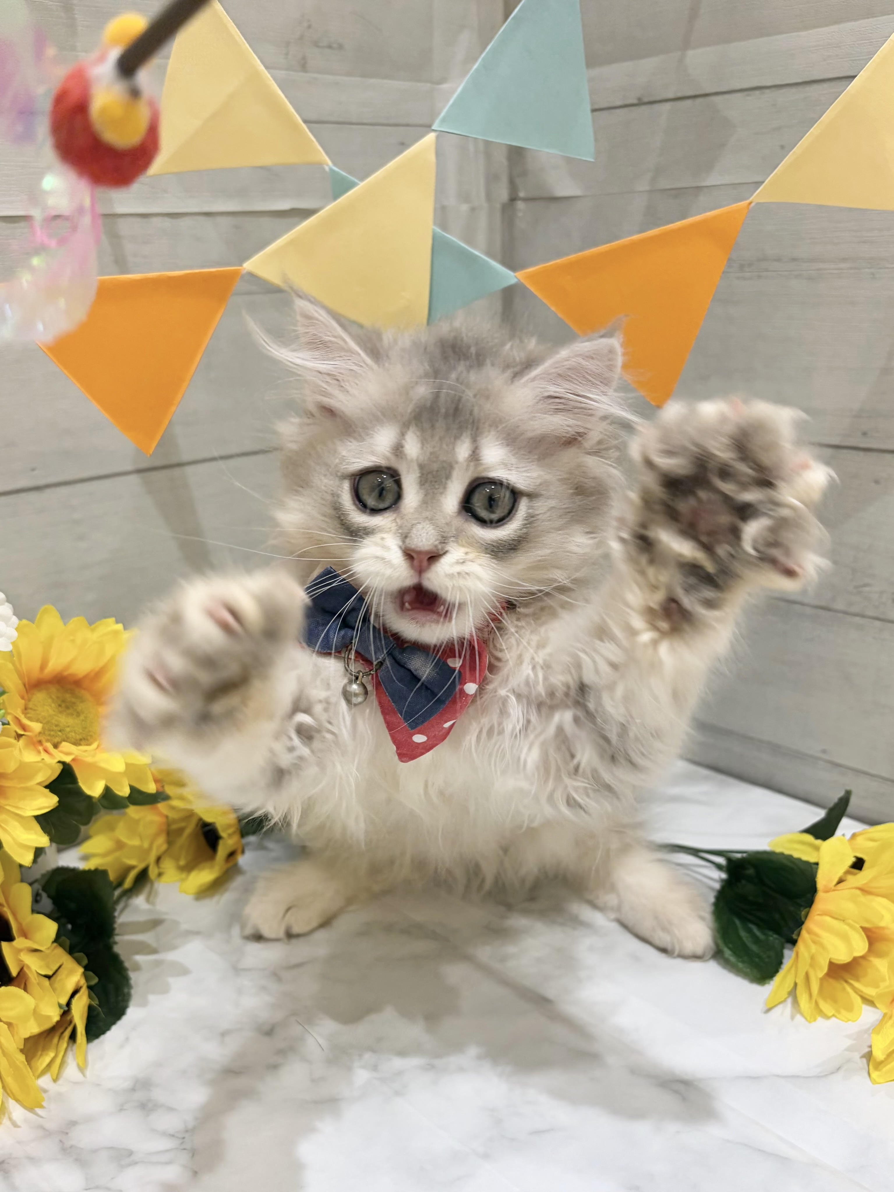 埼玉県のマンチカン (センチュリーペット武蔵狭山店/2026年5月21日生まれ/男の子/ブルーゴールデン)の子猫の4枚目の画像