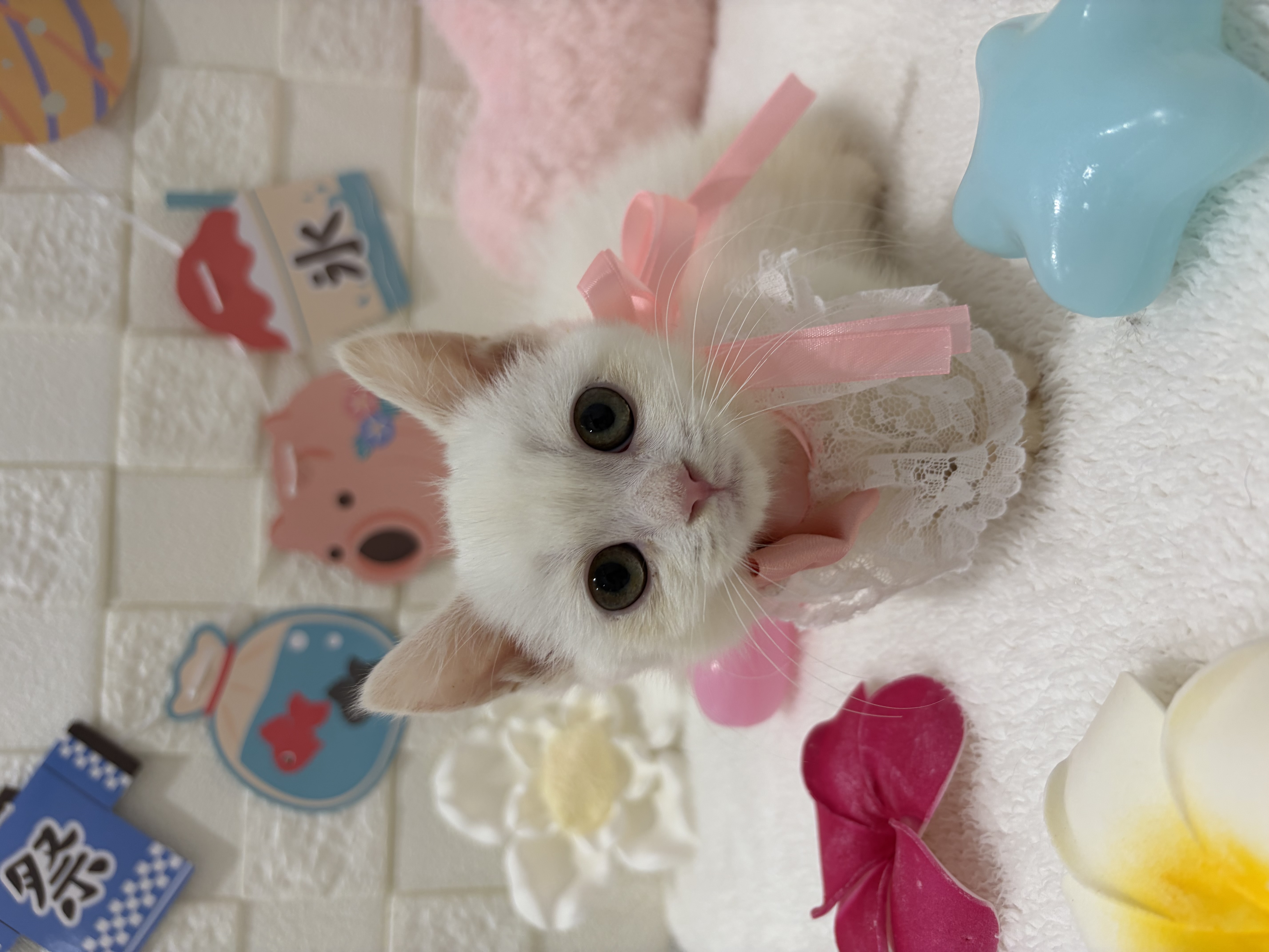千葉県のマンチカン (センチュリーペット津田沼店/2026年6月6日生まれ/女の子/ホワイト)の子犬の2枚目の画像
