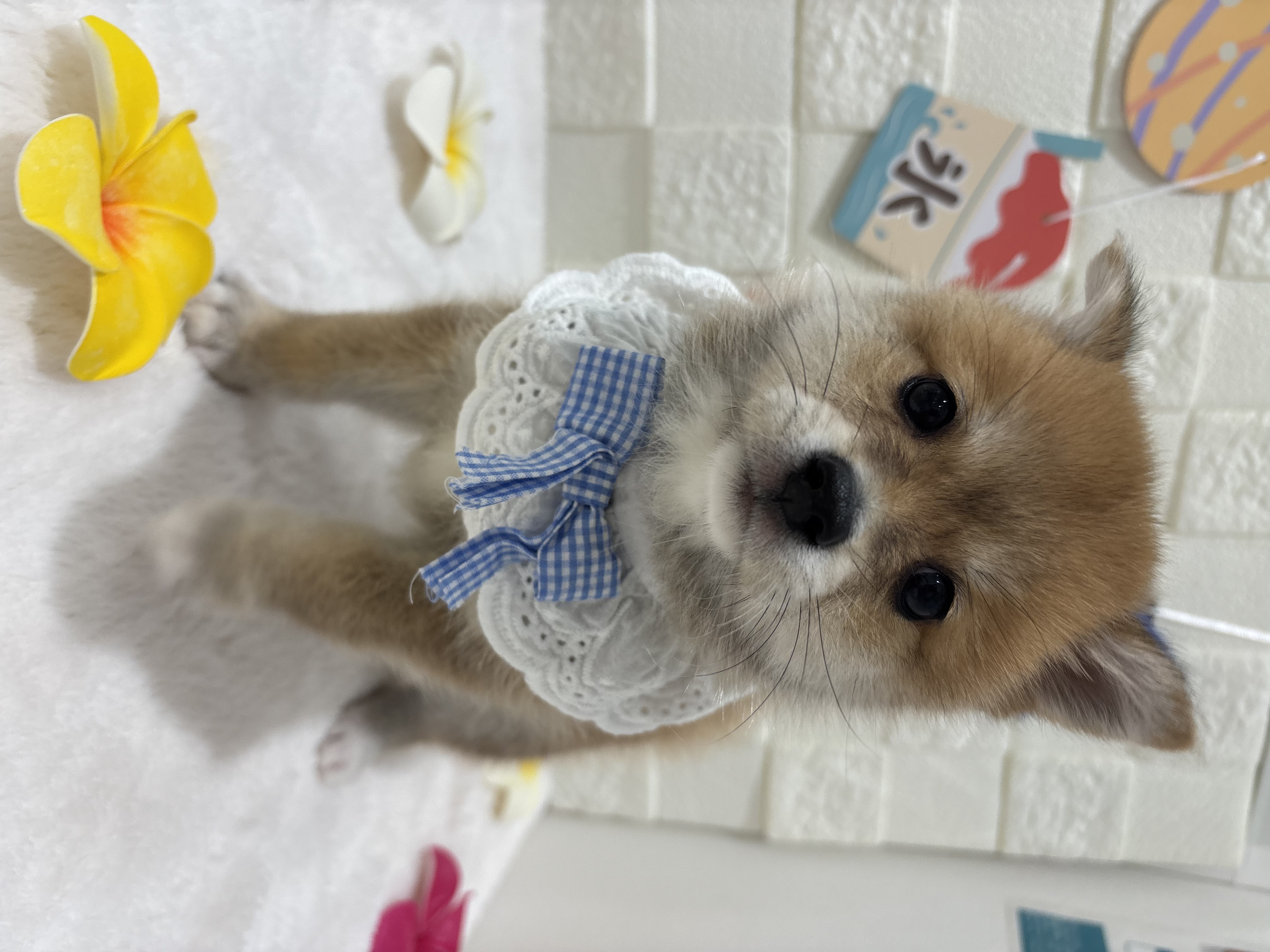 千葉県のポメ柴/豆ポメ/ポメ豆柴(ポメラニアン×柴犬) (センチュリーペット津田沼店/2026年5月30日生まれ/男の子/その他色)の子犬の2枚目の画像