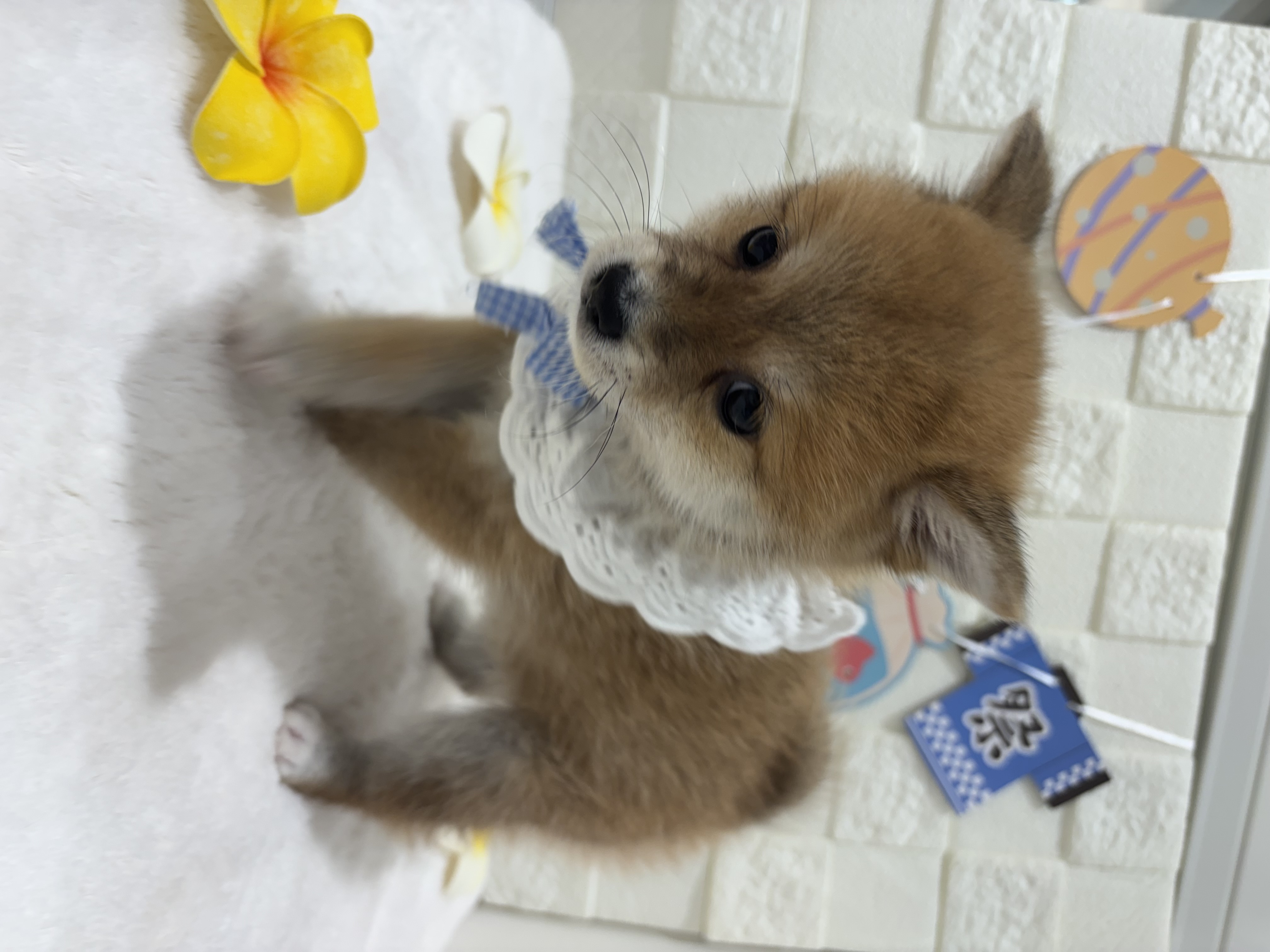 千葉県のポメ柴/豆ポメ/ポメ豆柴(ポメラニアン×柴犬) (センチュリーペット津田沼店/2026年5月30日生まれ/男の子/その他色)の子犬の3枚目の画像