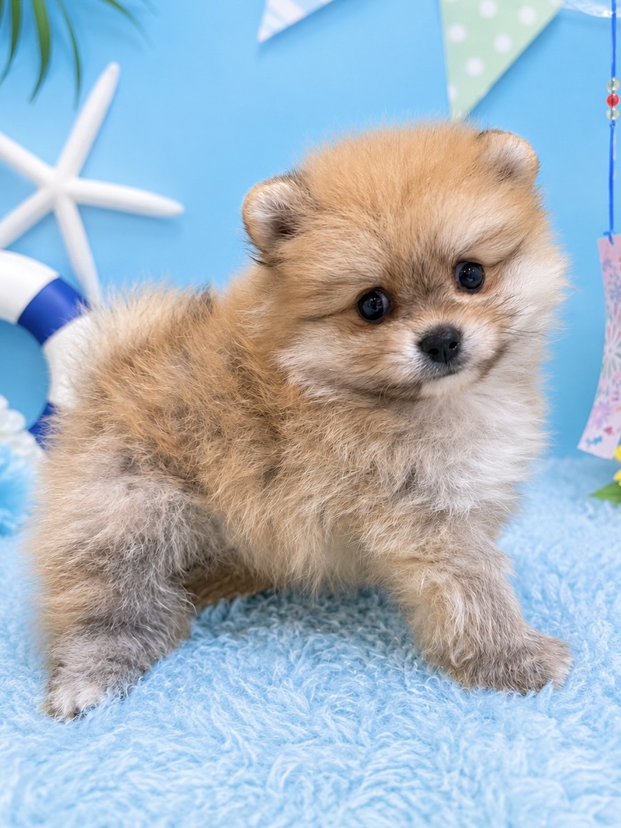 千葉県のポメラニアン (センチュリーペット新浦安店/2026年6月13日生まれ/男の子/オレンジ)の子犬の2枚目の画像