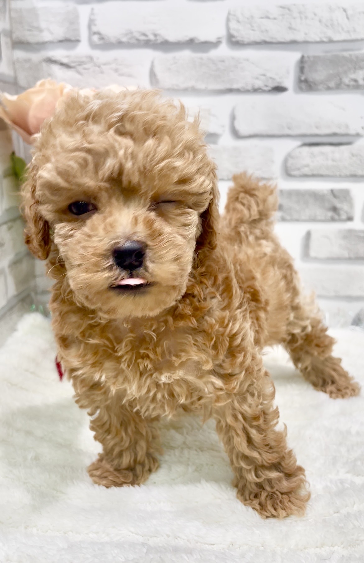 東京都のトイプードル(トイ) (センチュリーペット瑞江店/2026年6月10日生まれ/男の子/レッド)の子犬の4枚目の画像