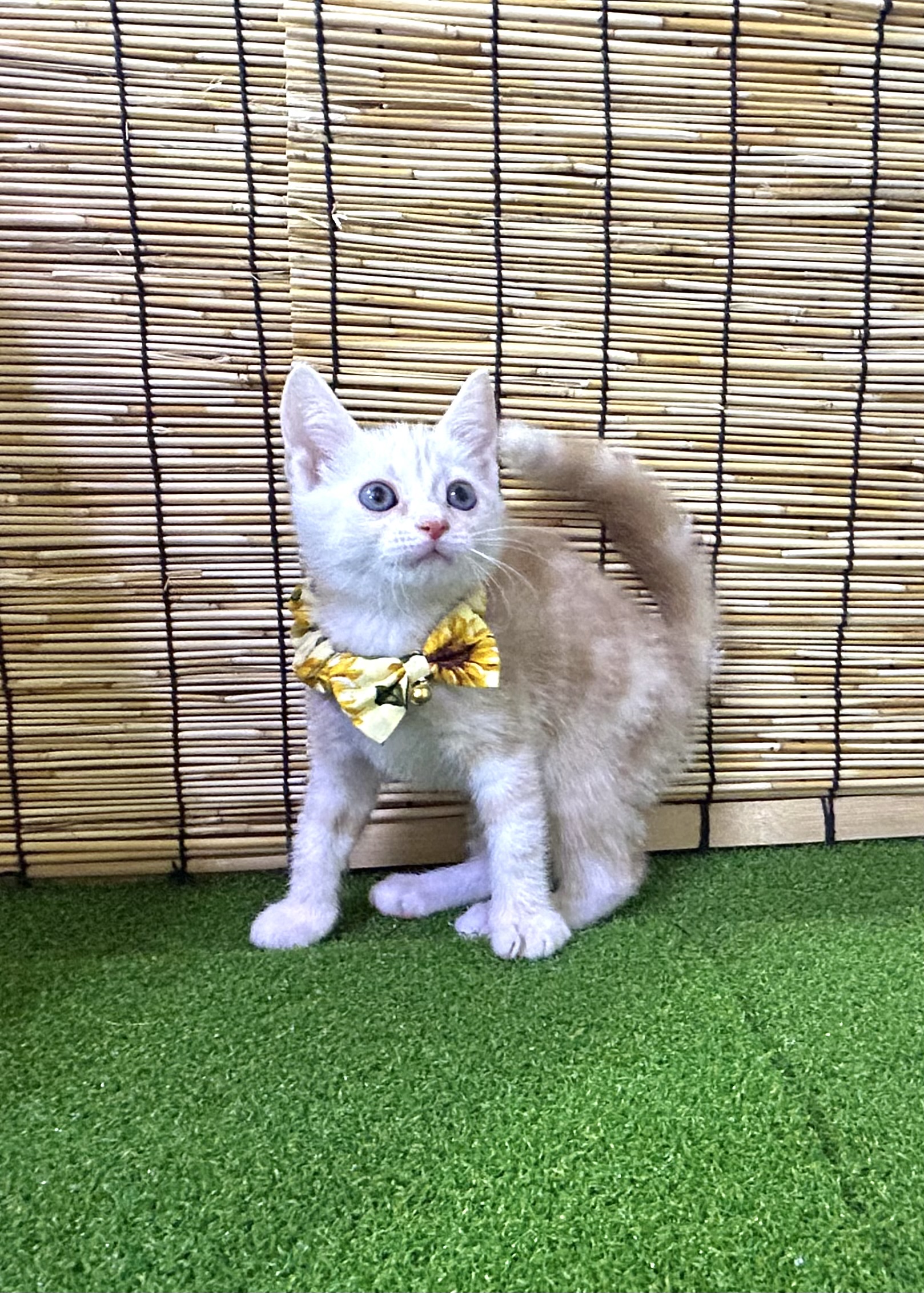 東京都のアメリカンショートヘアー (センチュリーペットイオン葛西店/2026年6月12日生まれ/男の子/クリームタビー)の子猫の2枚目の画像