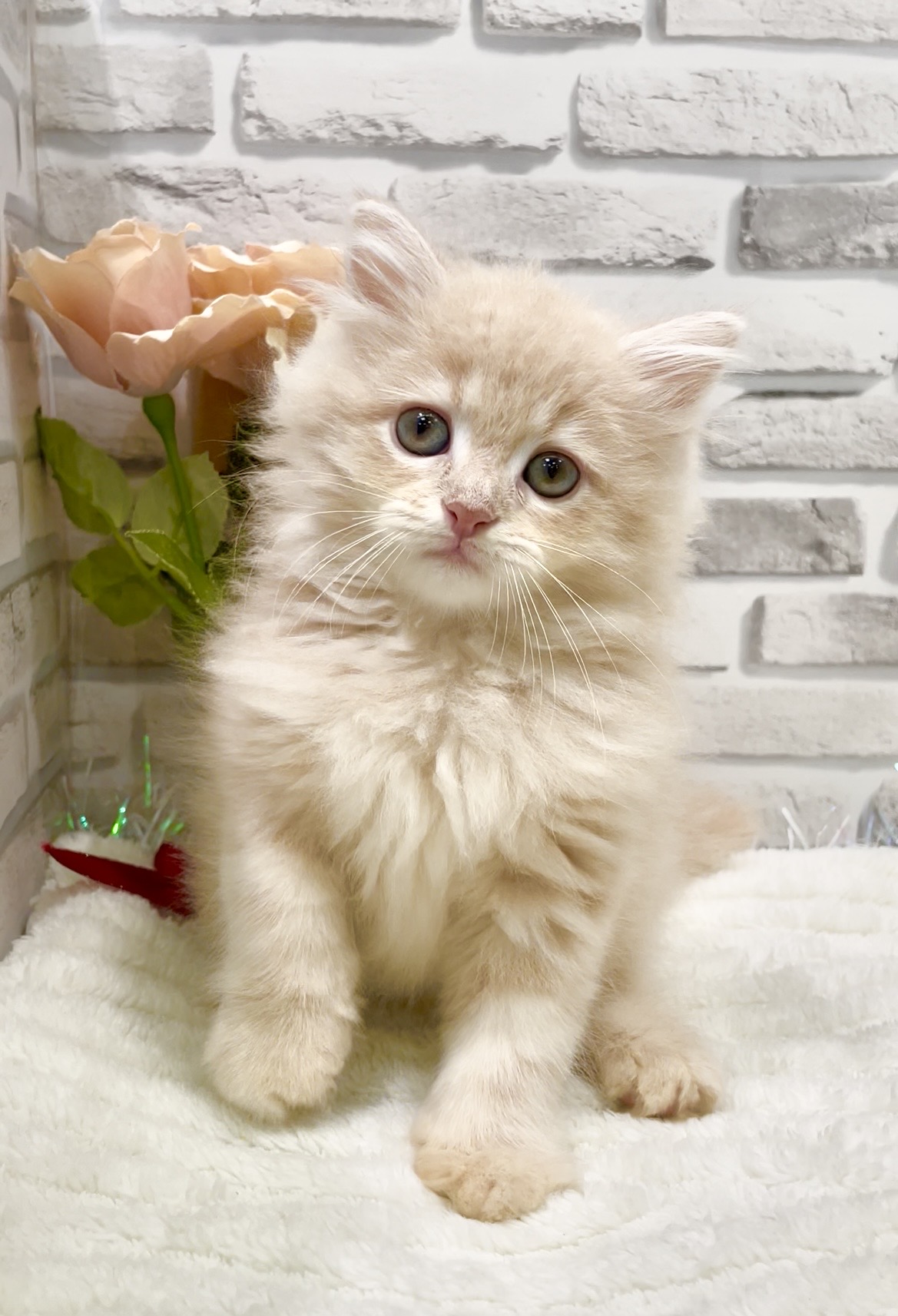 東京都のミヌエット (センチュリーペット瑞江店/2026年6月11日生まれ/男の子/クリームタビー)の子猫の1枚目の画像