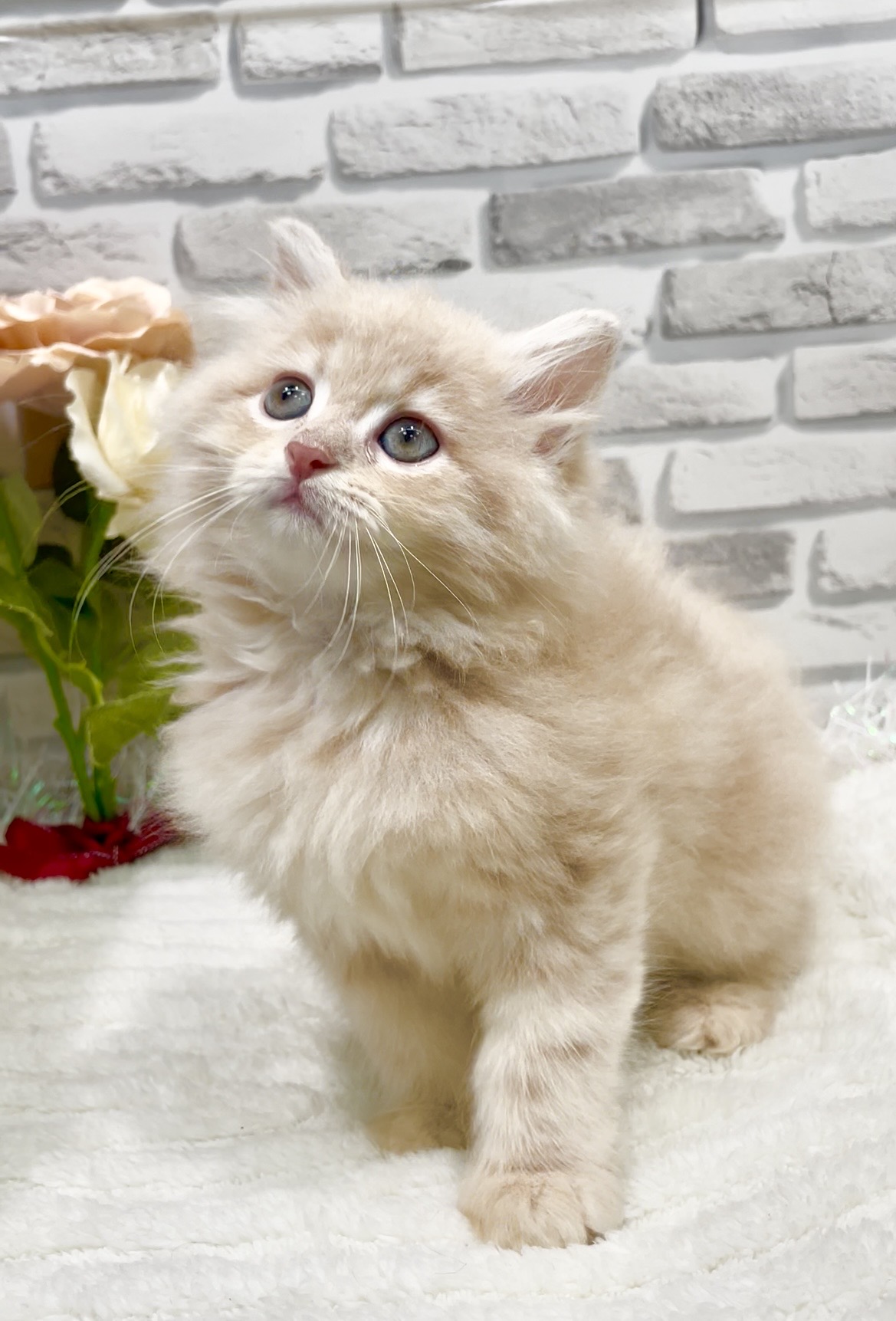 東京都のミヌエット (センチュリーペット瑞江店/2026年6月11日生まれ/男の子/クリームタビー)の子猫の2枚目の画像