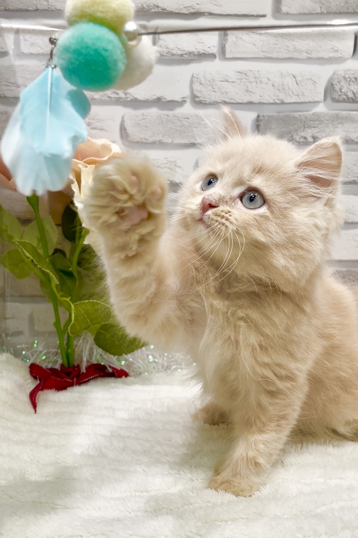 東京都のサイベリアン (センチュリーペット瑞江店/2026年6月10日生まれ/男の子/クリームタビー)の子猫の3枚目の画像