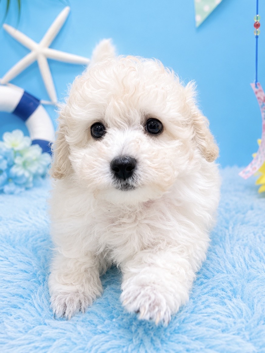 千葉県のトイプードル(トイ) (センチュリーペット新浦安店/2026年6月11日生まれ/男の子/ホワイト)の子犬の2枚目の画像