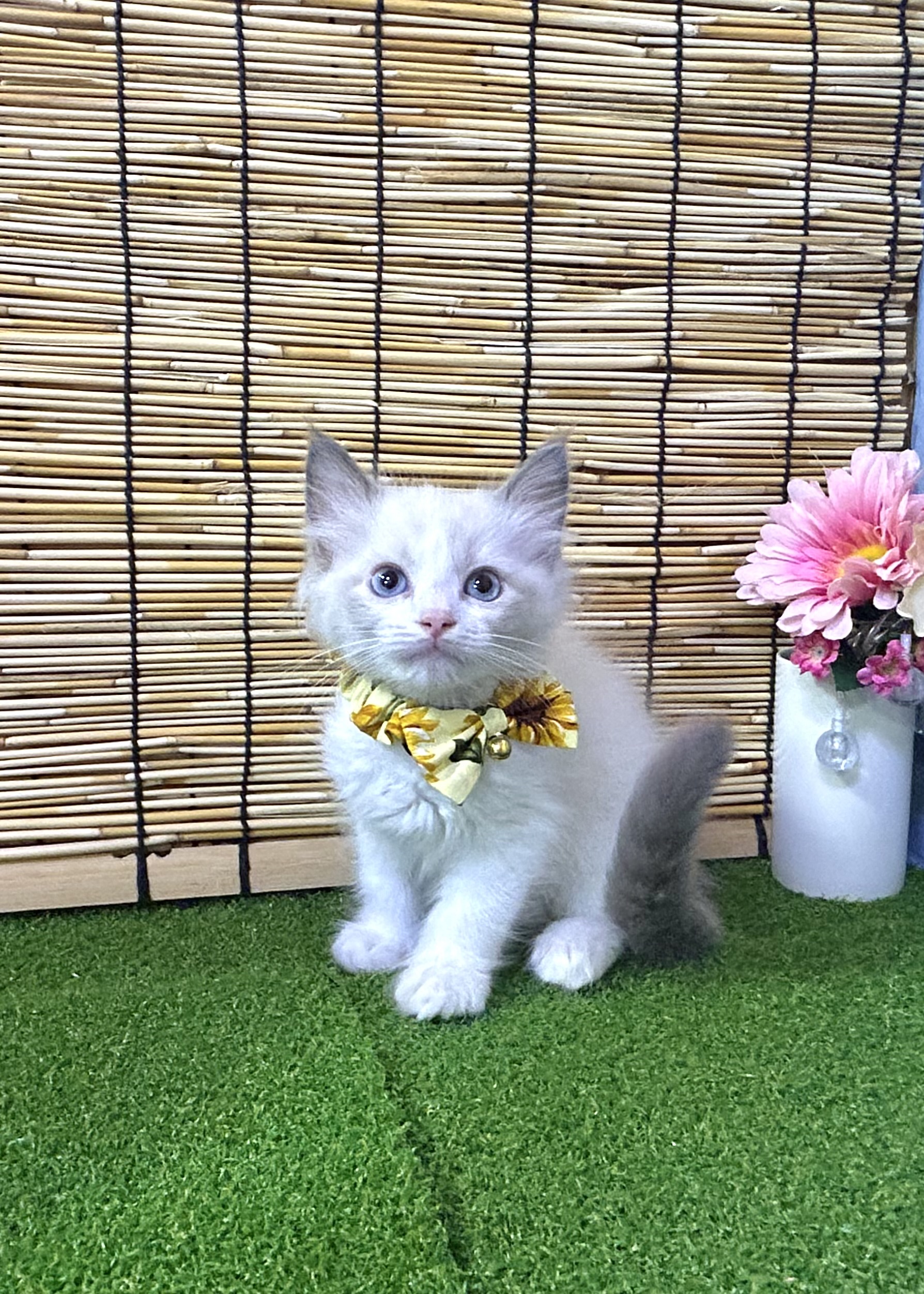 東京都のラグドール (センチュリーペットイオン葛西店/2026年6月10日生まれ/男の子/ブルーポイントバイカラー)の子猫の1枚目の画像
