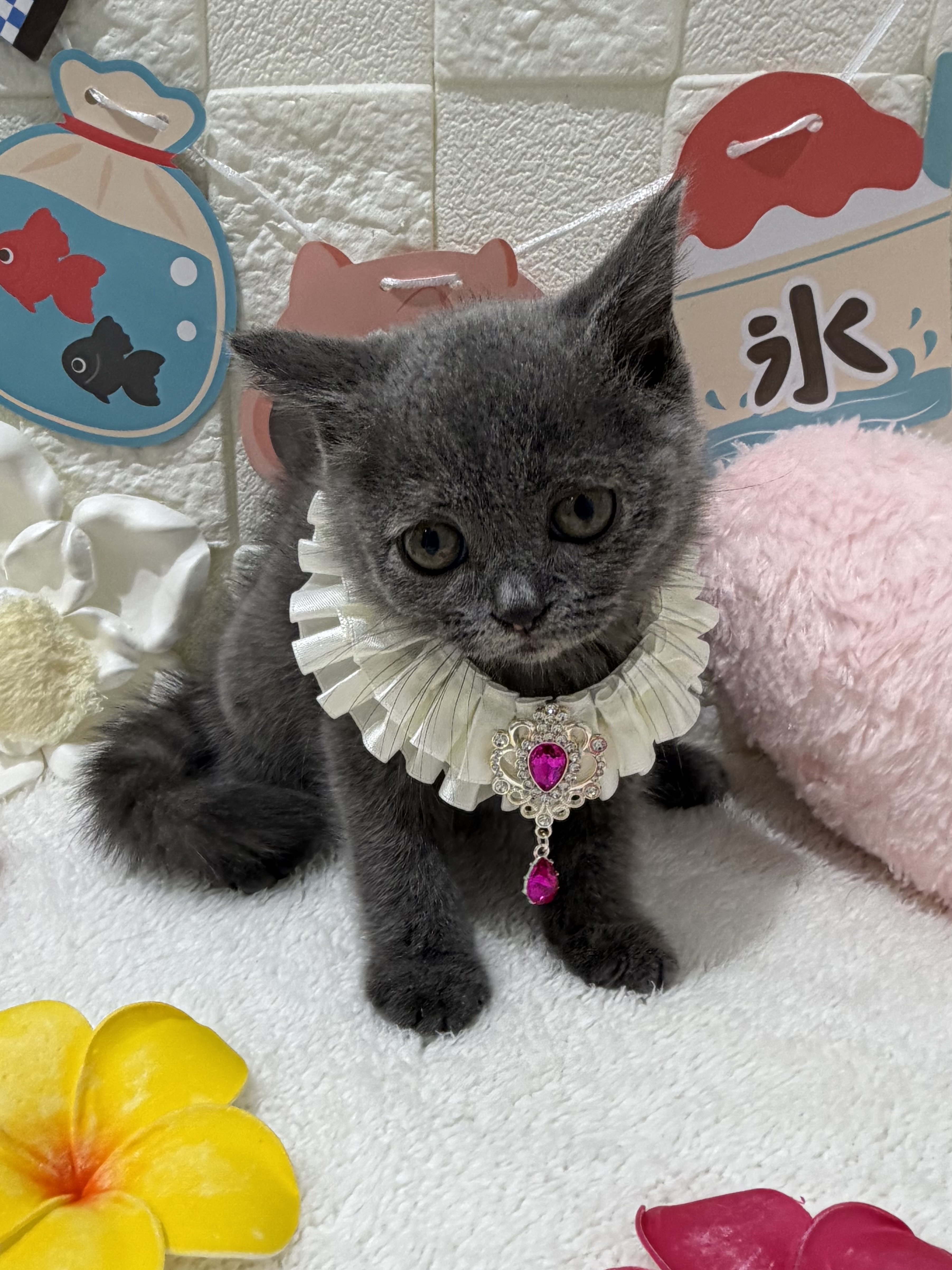 千葉県のブリティッシュショートヘアー (センチュリーペット津田沼店/2026年6月12日生まれ/女の子/ブルー)の子猫の2枚目の画像