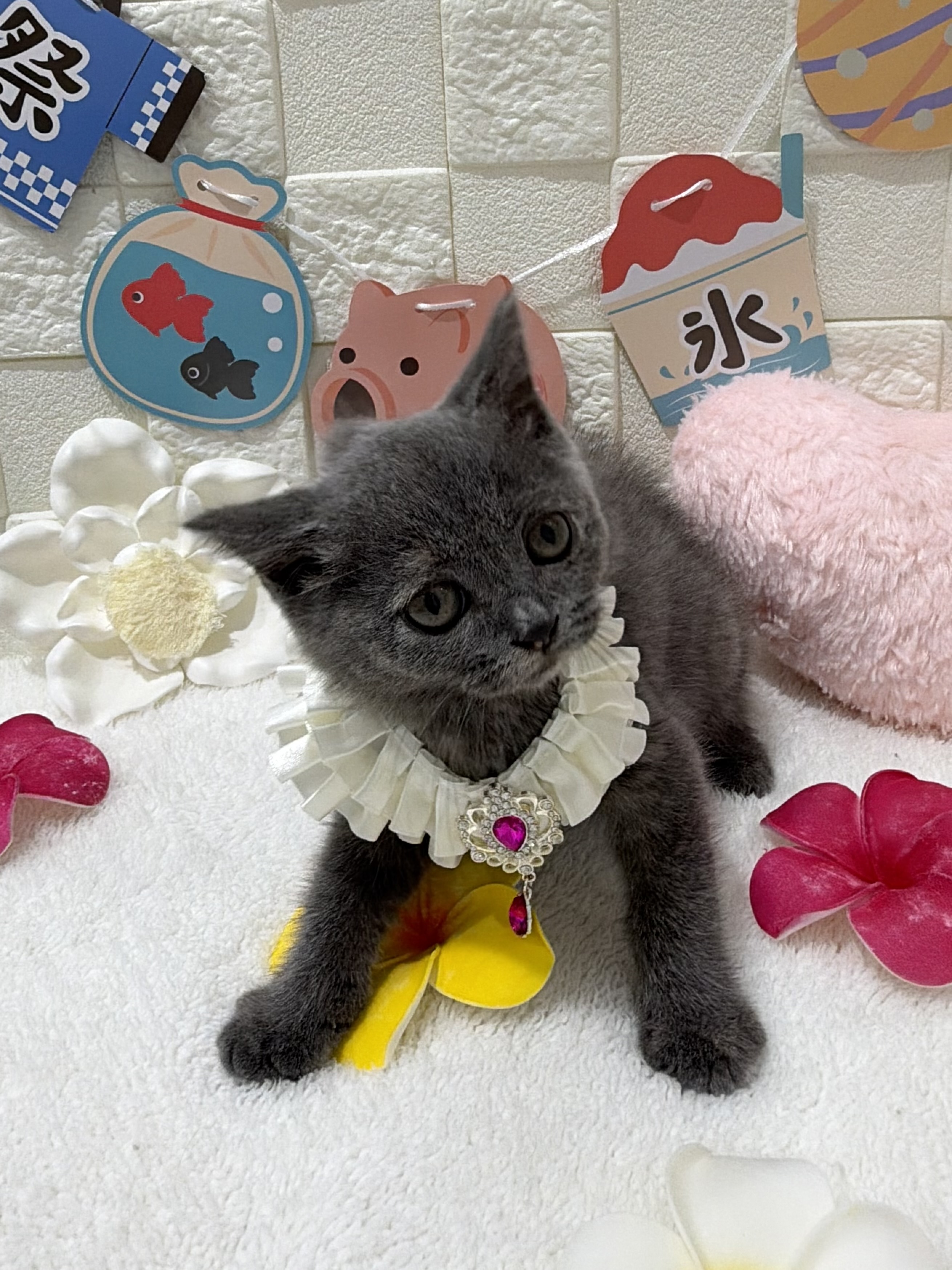 千葉県のブリティッシュショートヘアー (センチュリーペット津田沼店/2026年6月12日生まれ/女の子/ブルー)の子猫の3枚目の画像