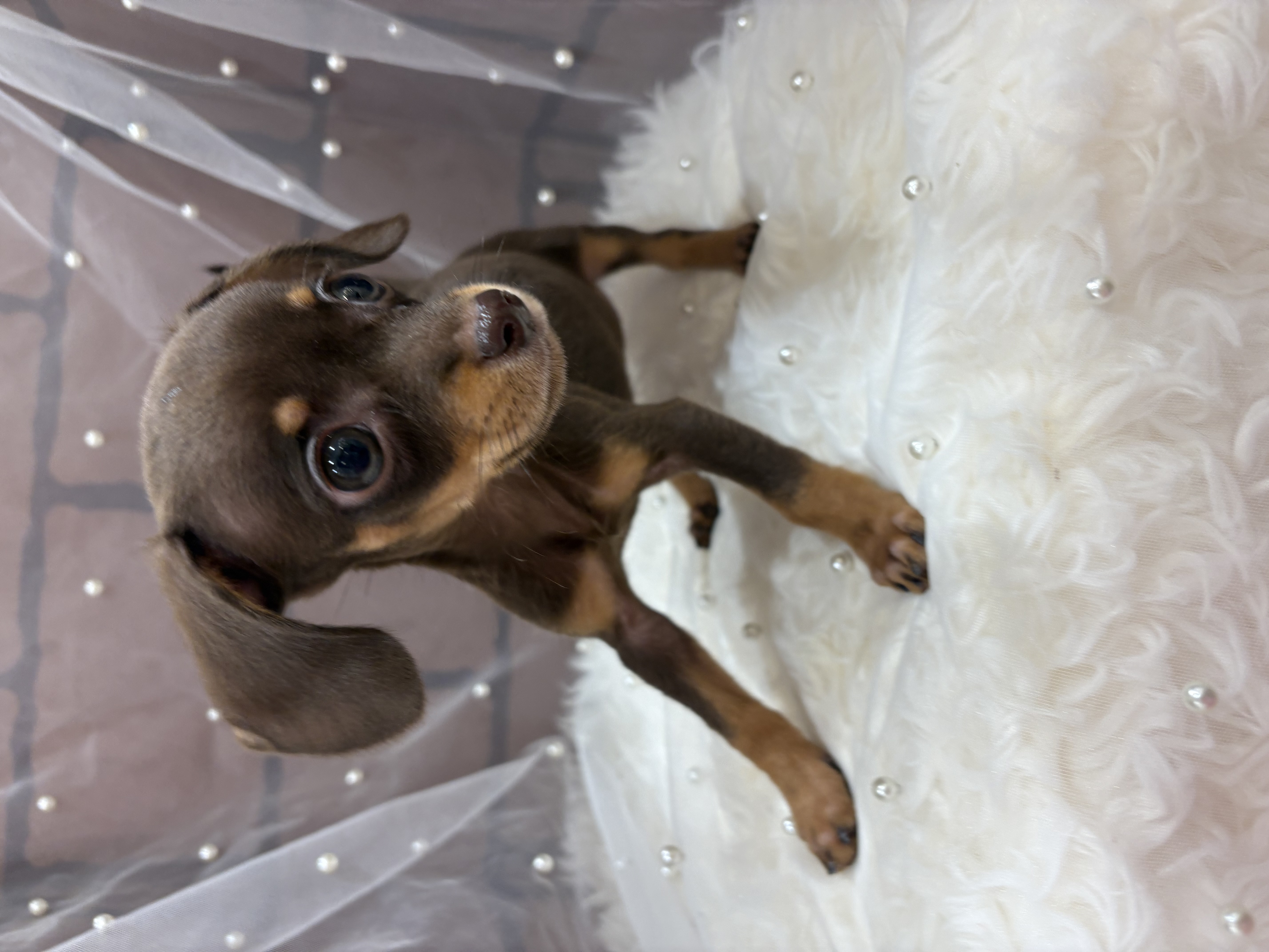 大阪府のハーフ犬・ミックス犬 (センチュリーペットそよら古川橋駅前店/2026年6月19日生まれ/女の子/その他色)の子犬の2枚目の画像