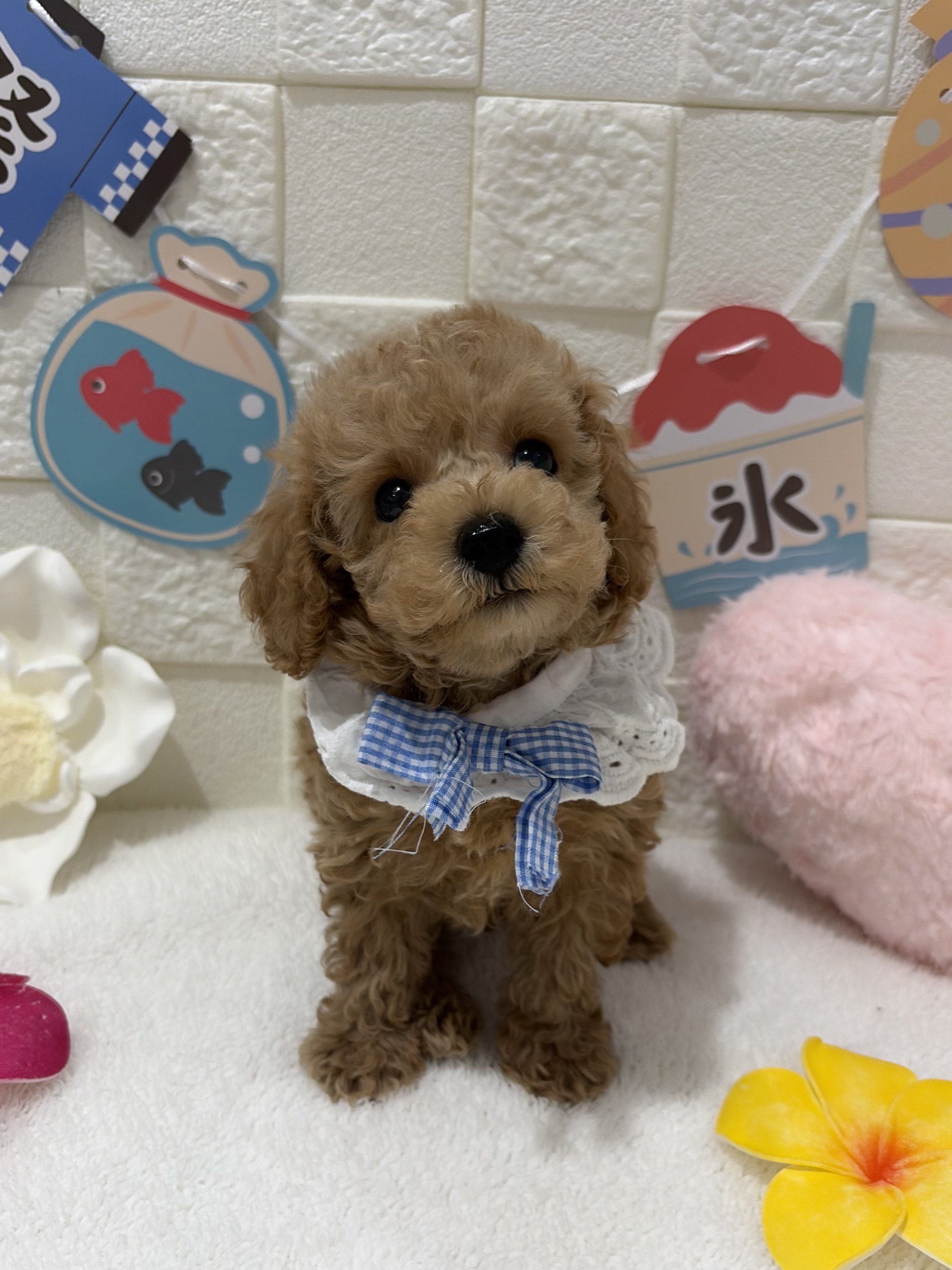 千葉県のトイプードル(トイ) (センチュリーペット津田沼店/2026年6月19日生まれ/男の子/アプリコット)の子犬の2枚目の画像