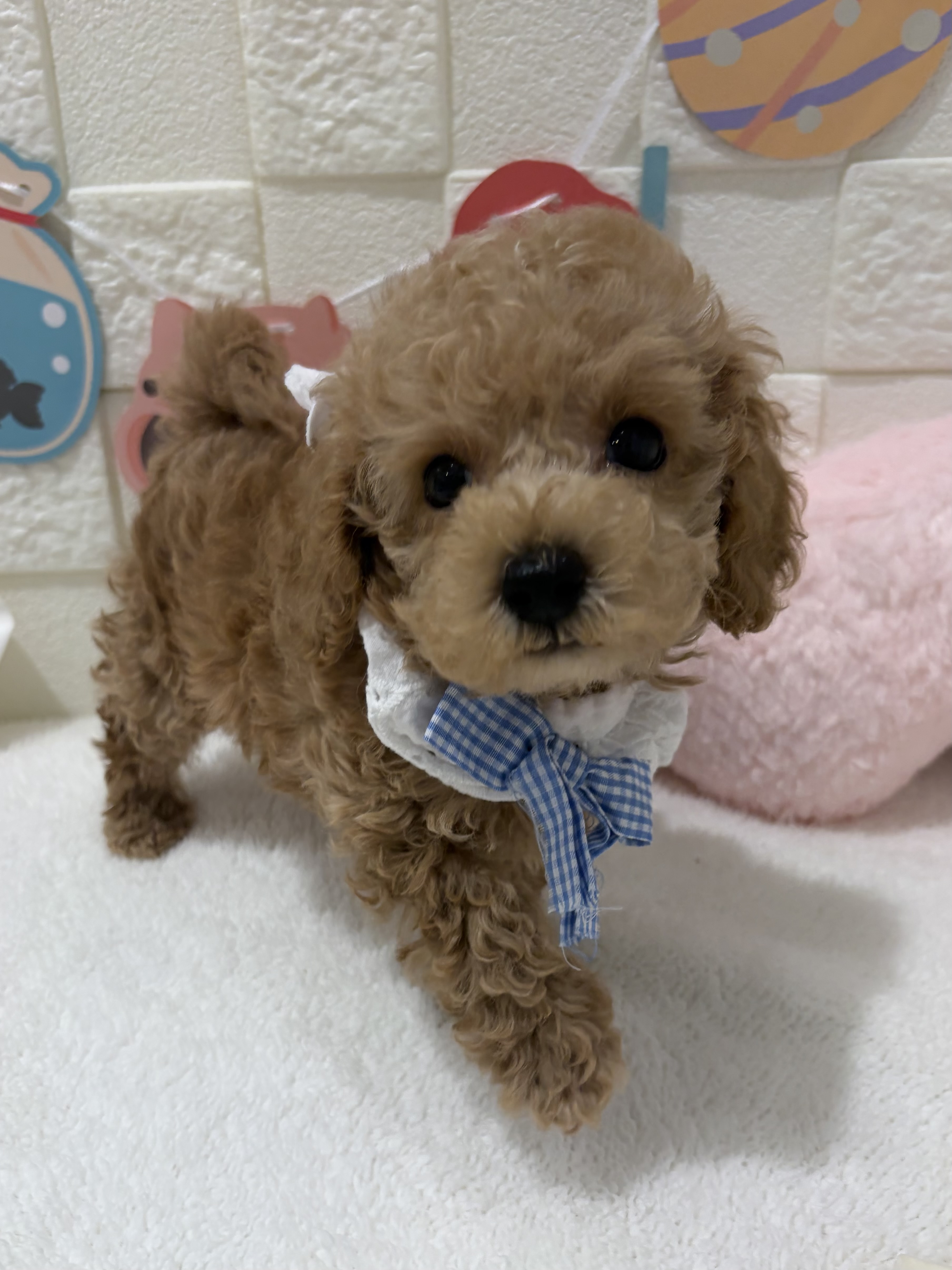 千葉県のトイプードル(トイ) (センチュリーペット津田沼店/2026年6月19日生まれ/男の子/アプリコット)の子犬の3枚目の画像