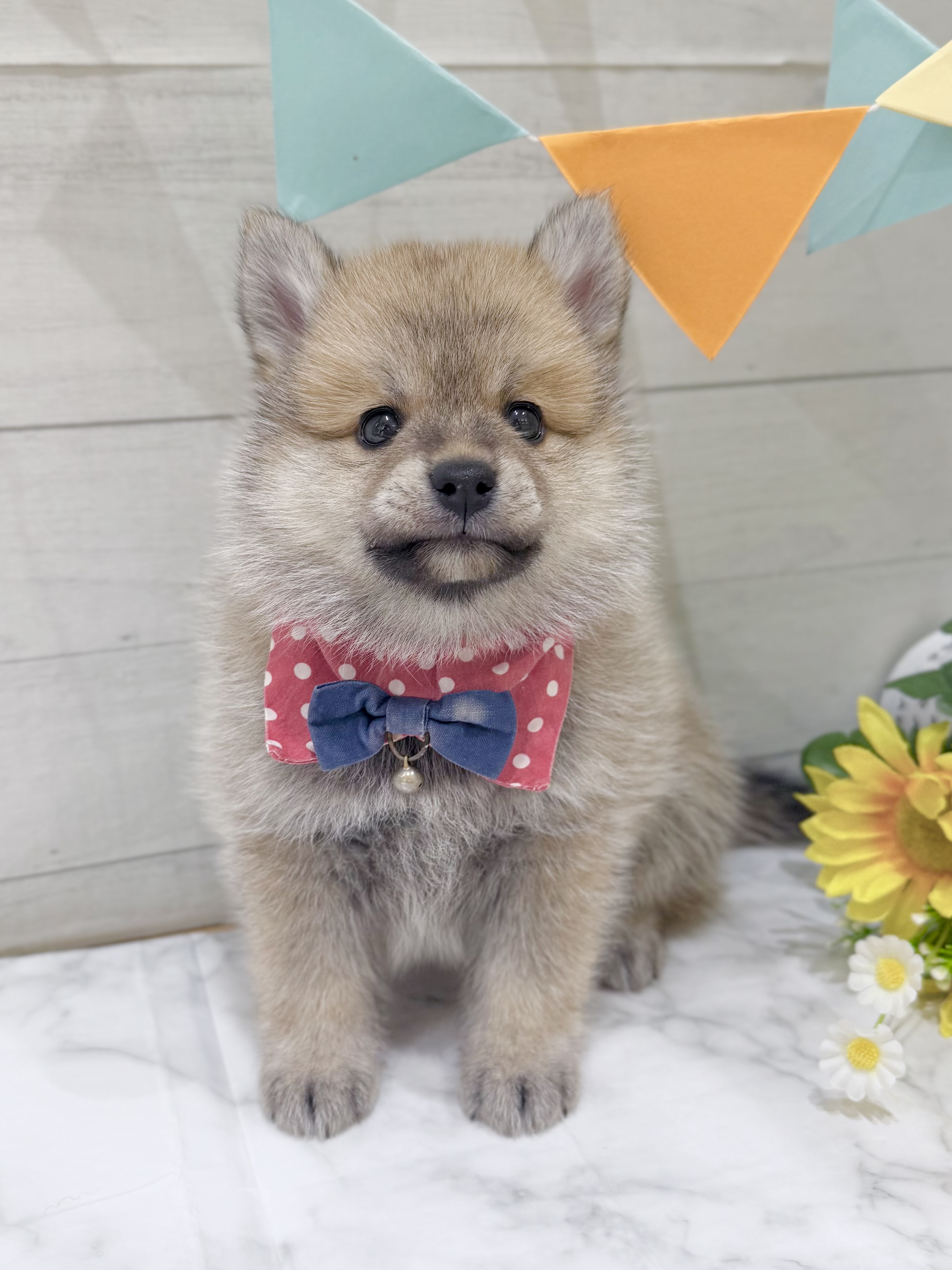 埼玉県のポメ柴/豆ポメ/ポメ豆柴(ポメラニアン×柴犬) (センチュリーペット武蔵狭山店/2026年6月24日生まれ/男の子/その他色)の子犬の2枚目の画像