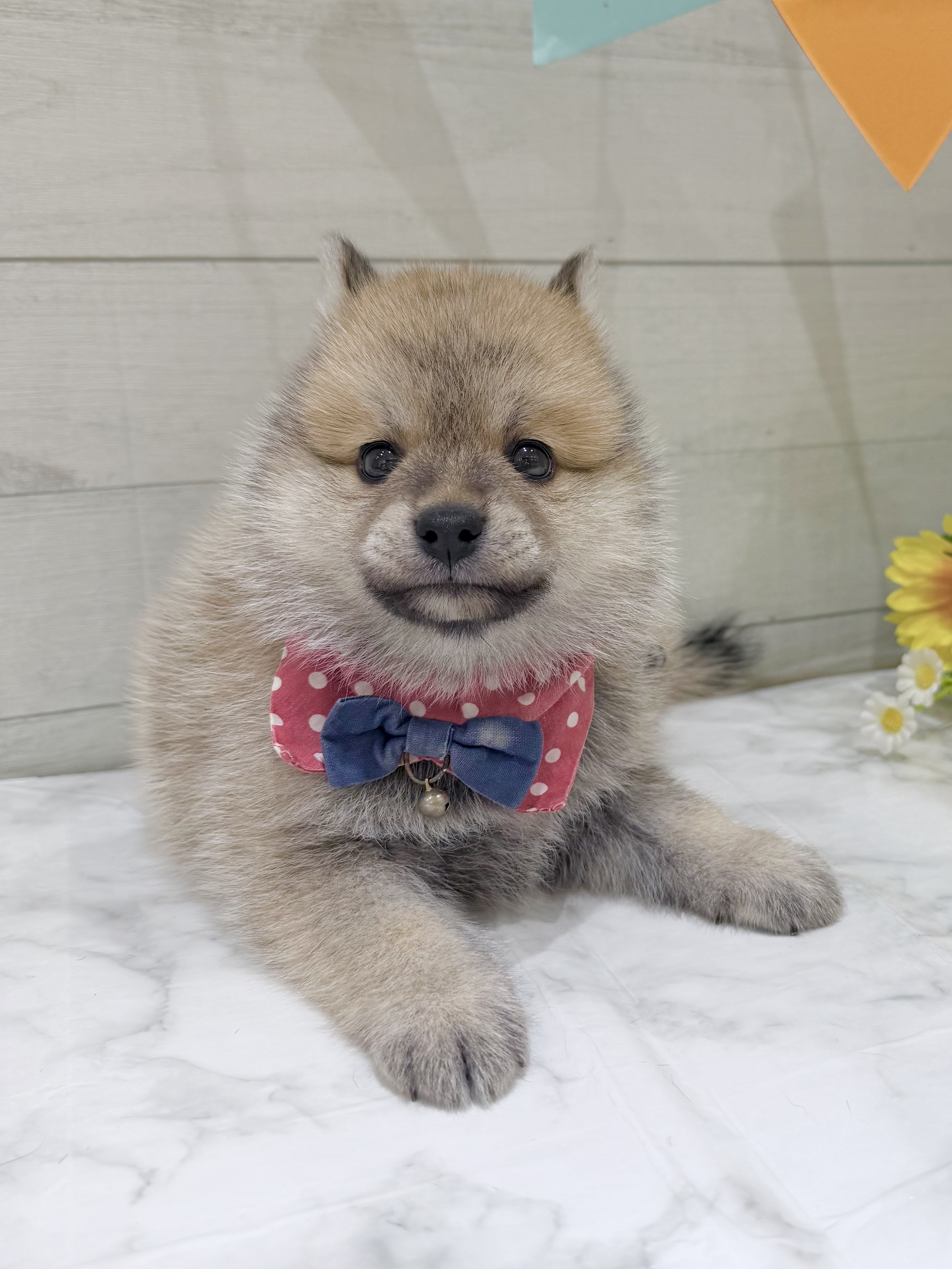 埼玉県のポメ柴/豆ポメ/ポメ豆柴(ポメラニアン×柴犬) (センチュリーペット武蔵狭山店/2026年6月24日生まれ/男の子/その他色)の子犬の3枚目の画像