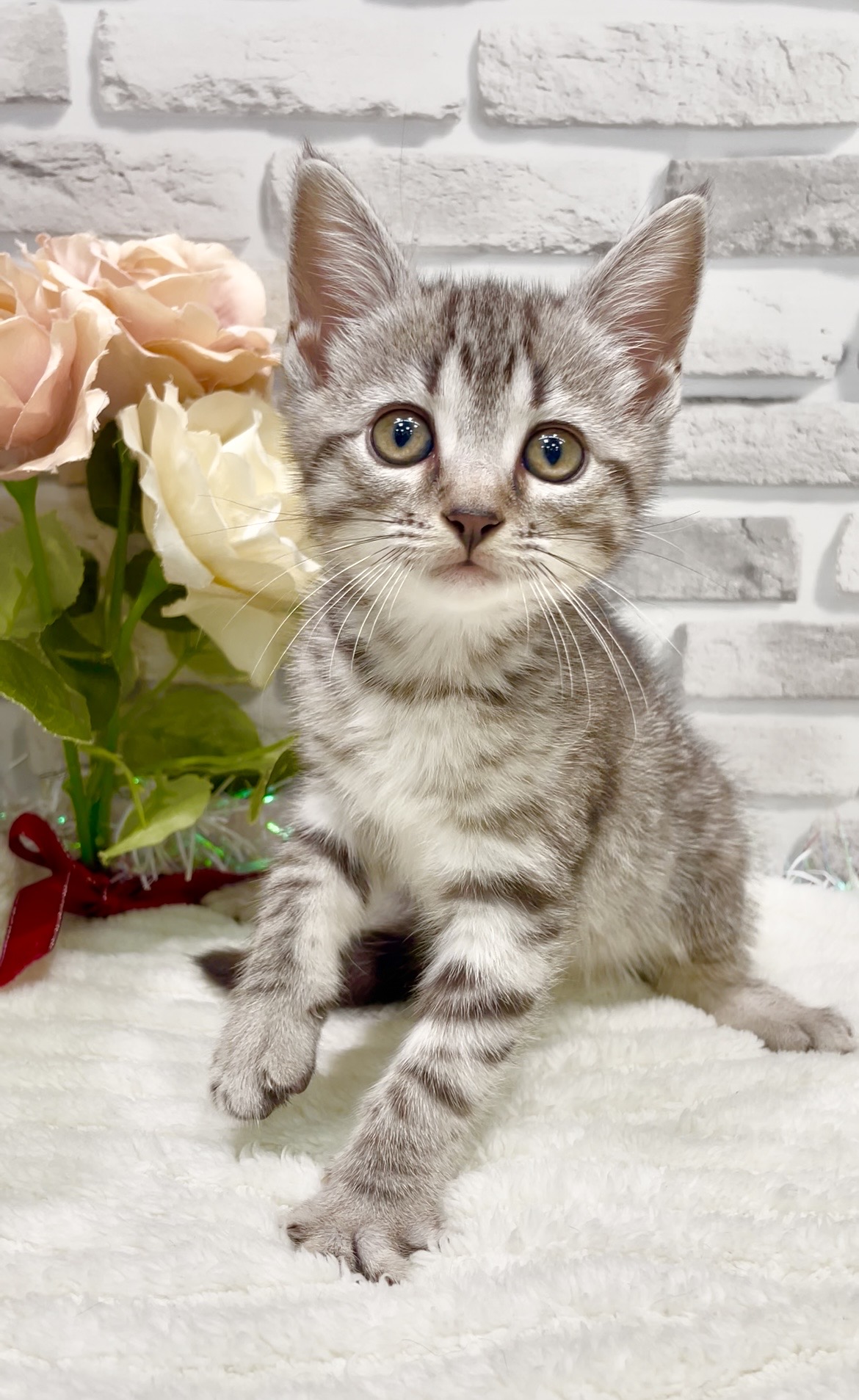 東京都のハーフ猫・ミックス猫 (センチュリーペット瑞江店/2026年6月28日生まれ/女の子/その他色)の子猫の1枚目の画像