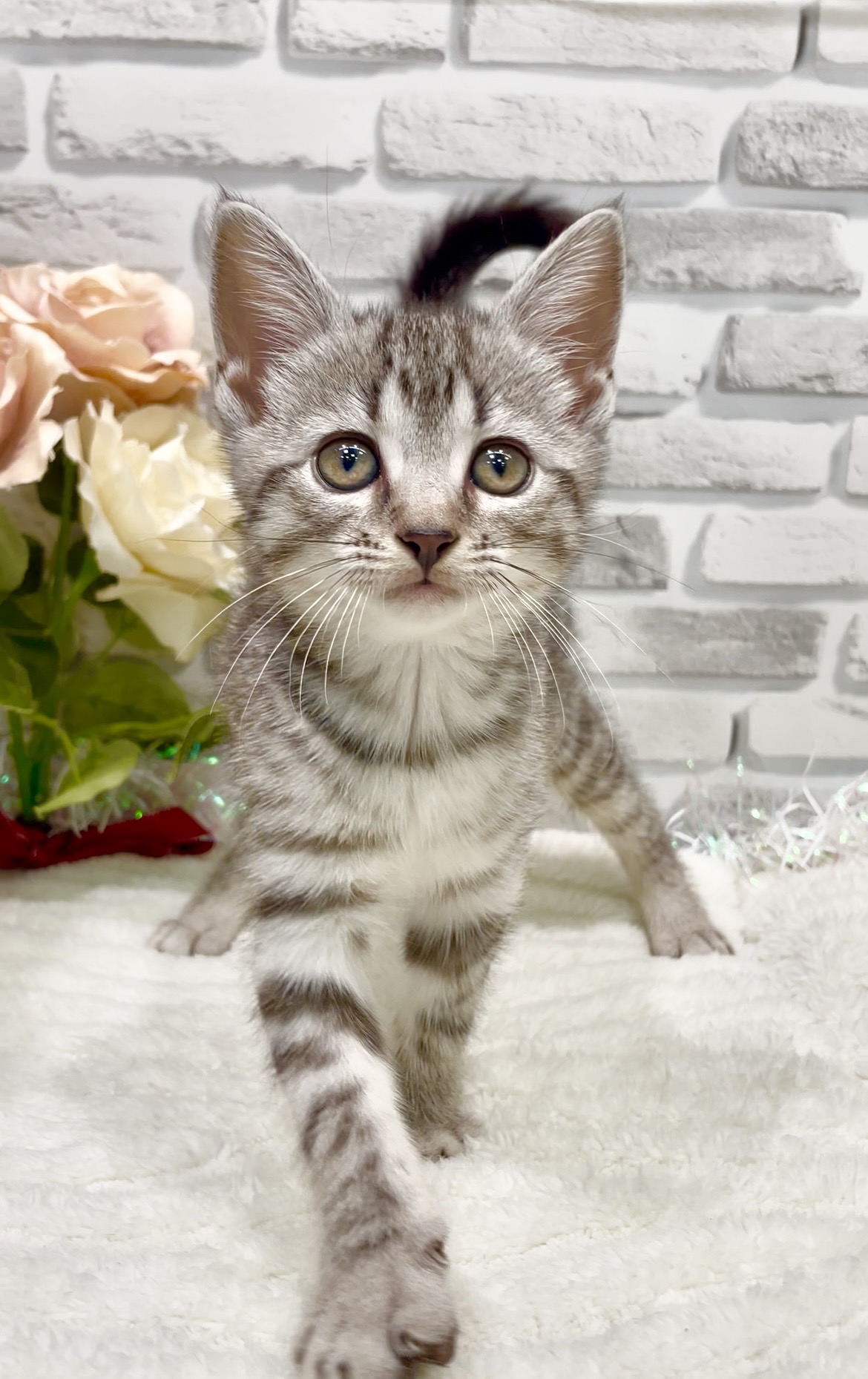 東京都のハーフ猫・ミックス猫 (センチュリーペット瑞江店/2026年6月28日生まれ/女の子/その他色)の子猫の4枚目の画像