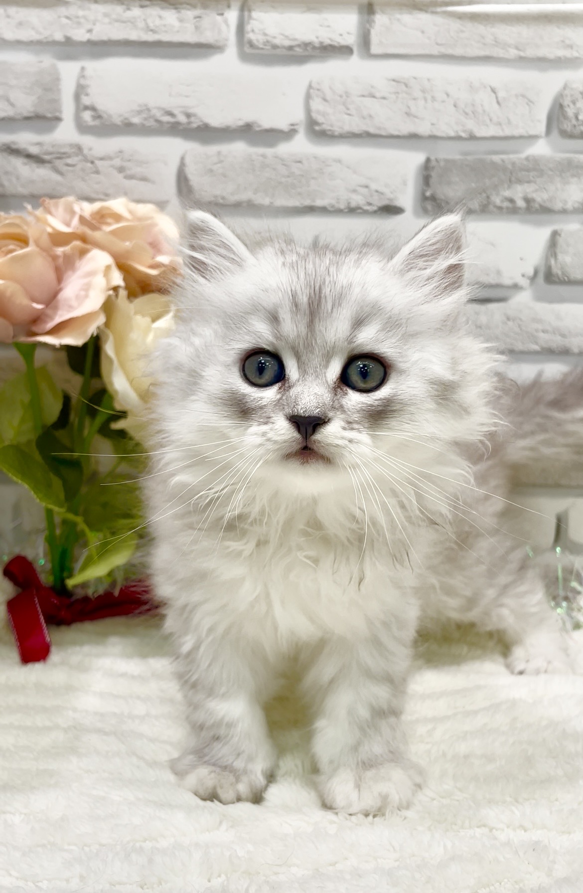 東京都のサイベリアン (センチュリーペット瑞江店/2026年6月27日生まれ/男の子/シルバータビー)の子猫の1枚目の画像