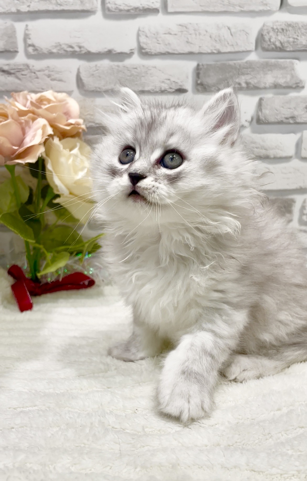 東京都のサイベリアン (センチュリーペット瑞江店/2026年6月27日生まれ/男の子/シルバータビー)の子猫の2枚目の画像