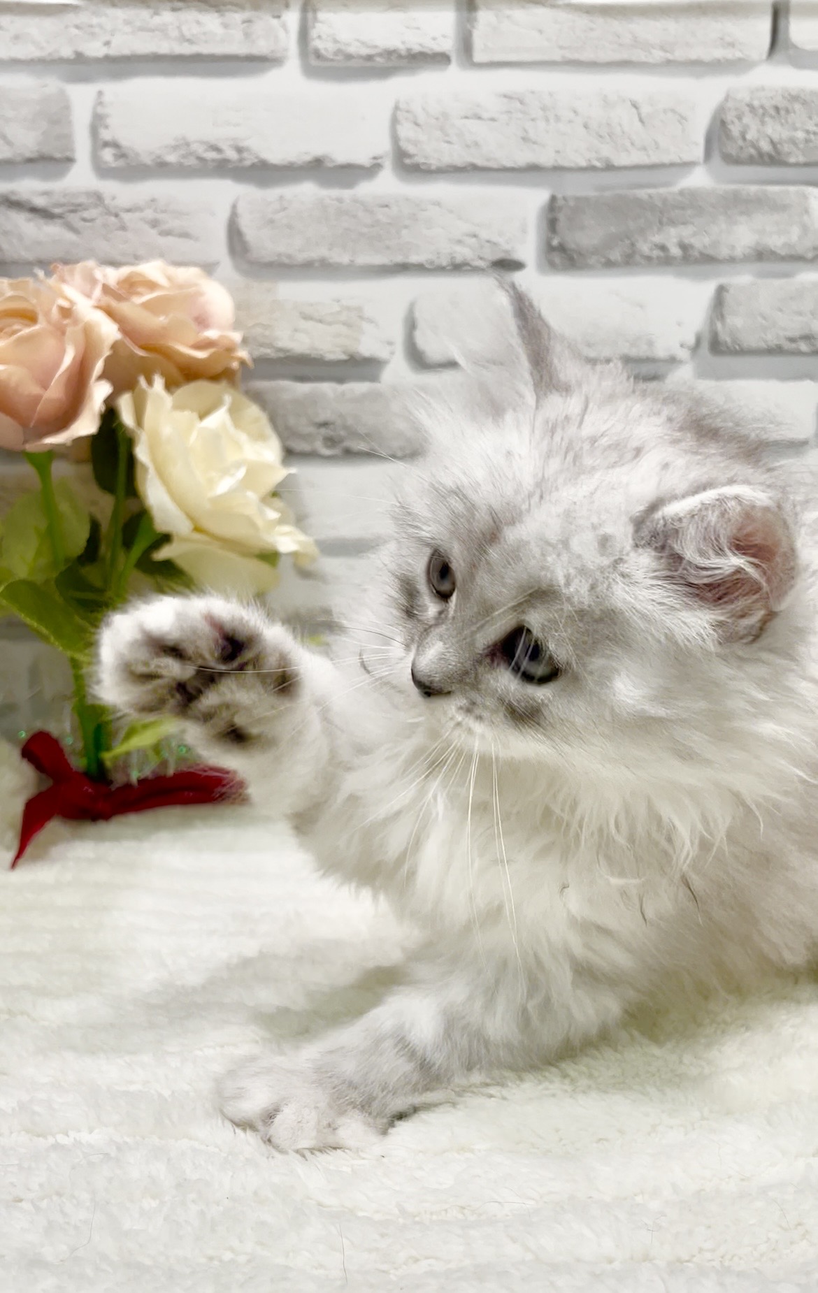 東京都のサイベリアン (センチュリーペット瑞江店/2026年6月27日生まれ/男の子/シルバータビー)の子猫の3枚目の画像