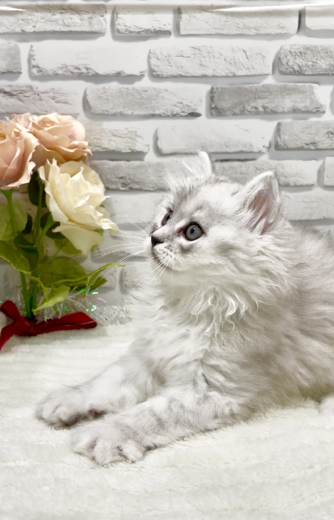 東京都のサイベリアン (センチュリーペット瑞江店/2026年6月27日生まれ/男の子/シルバータビー)の子猫の4枚目の画像