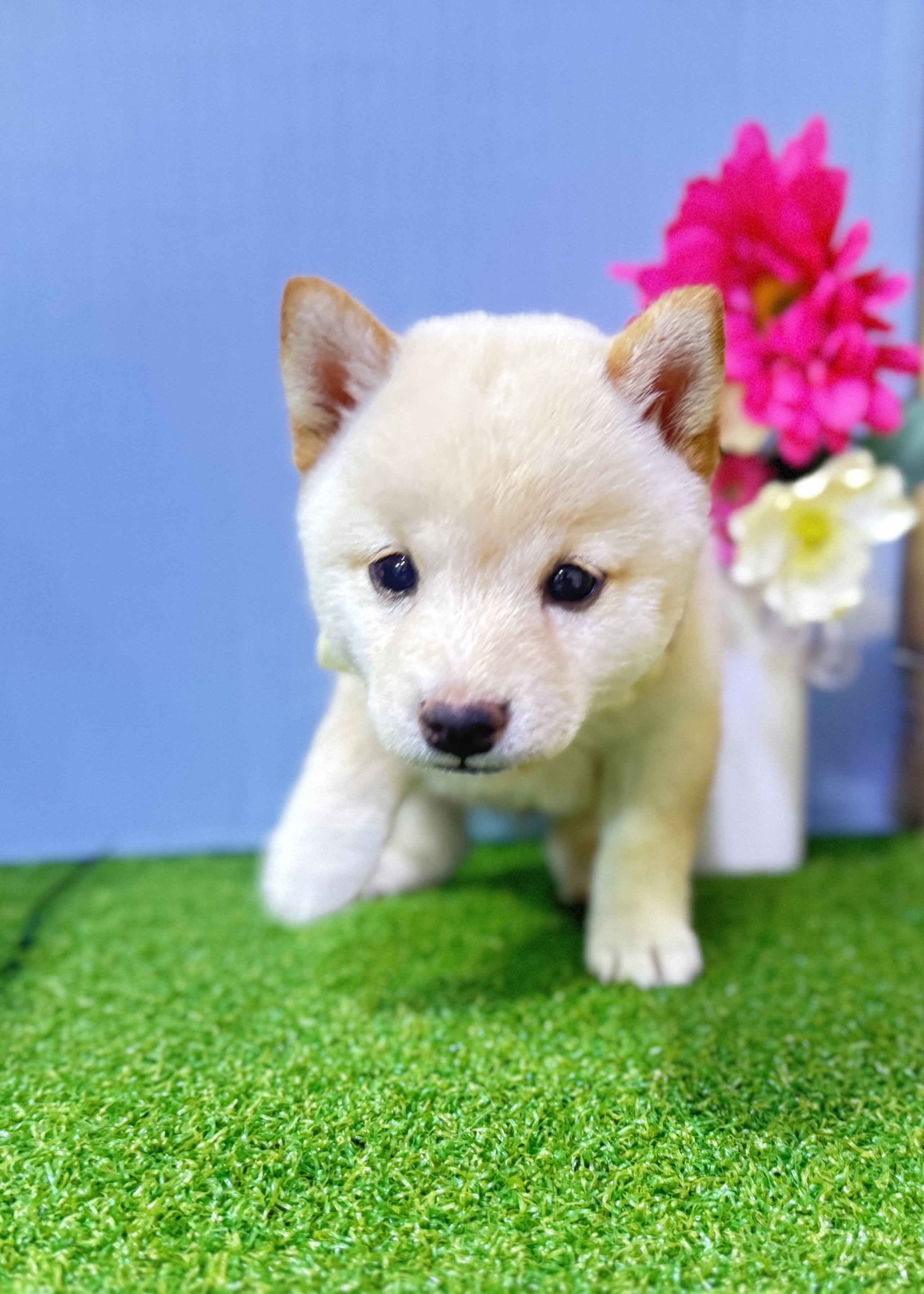 東京都の豆柴 (センチュリーペットイオン葛西店/2026年6月23日生まれ/男の子/白)の子犬の1枚目の画像