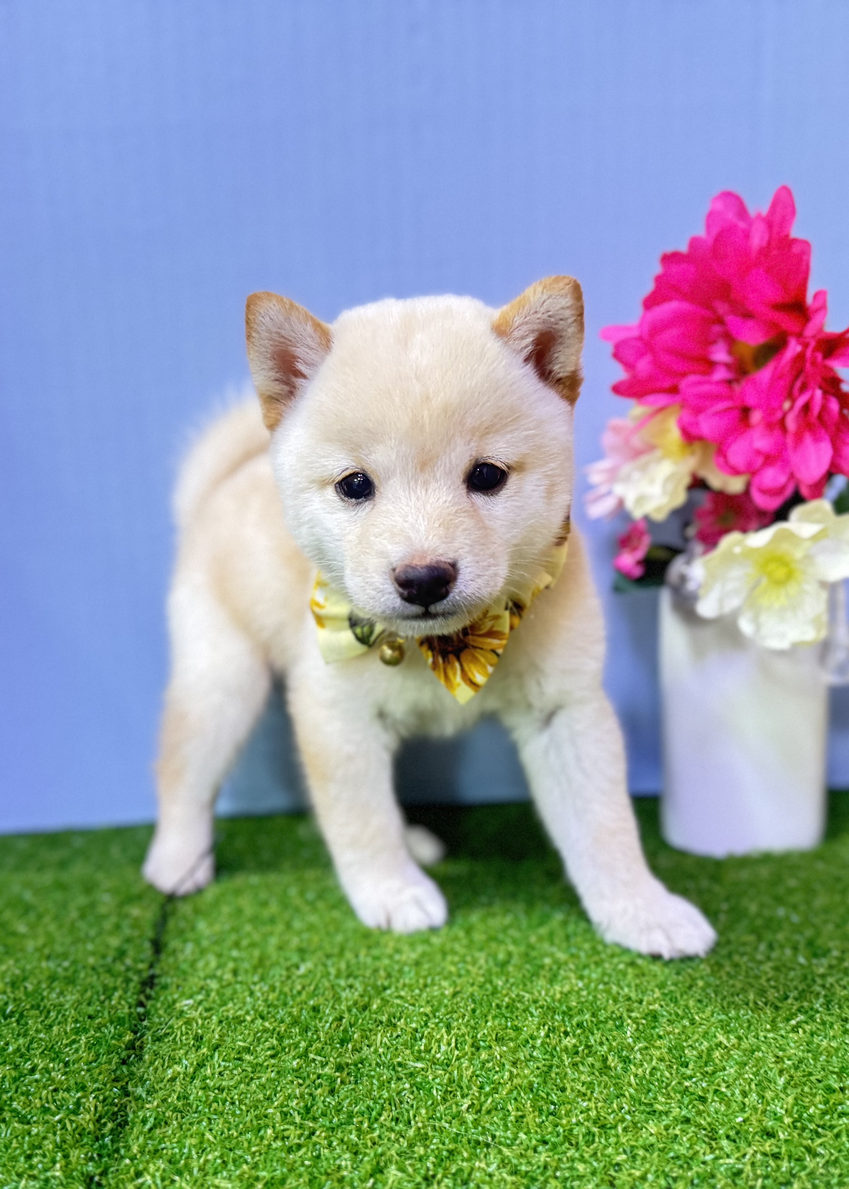 東京都の豆柴 (センチュリーペットイオン葛西店/2026年6月23日生まれ/男の子/白)の子犬の2枚目の画像