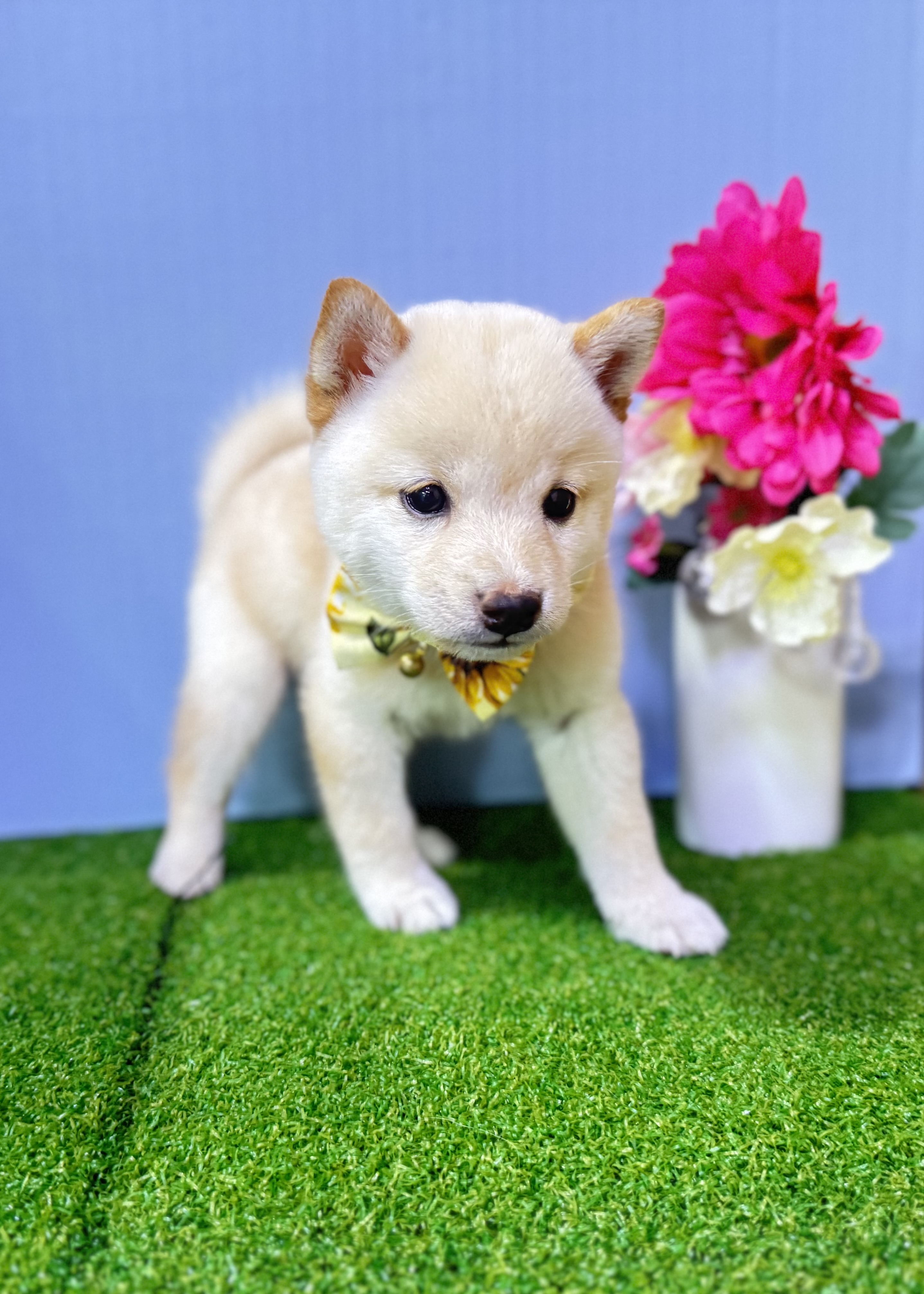 東京都の豆柴 (センチュリーペットイオン葛西店/2026年6月23日生まれ/男の子/白)の子犬の3枚目の画像
