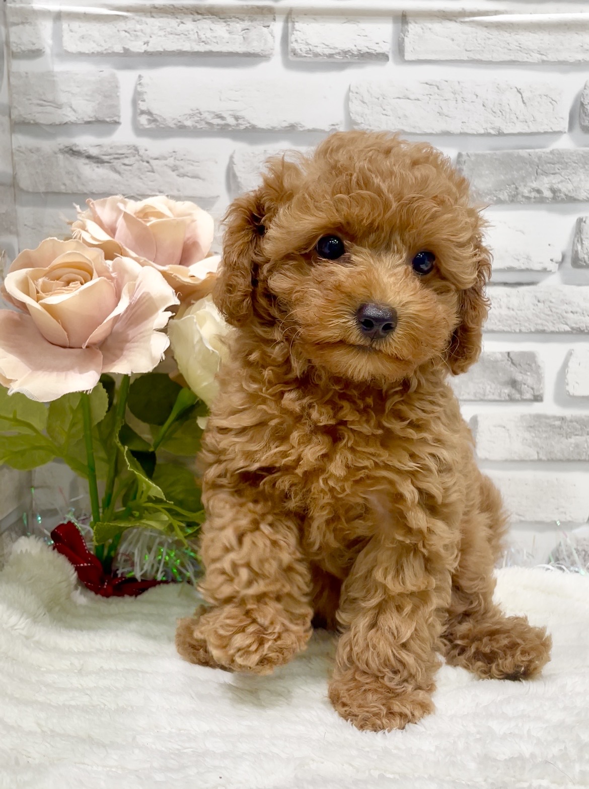 東京都のトイプードル(トイ) (センチュリーペット瑞江店/2026年6月30日生まれ/女の子/レッド)の子犬の4枚目の画像